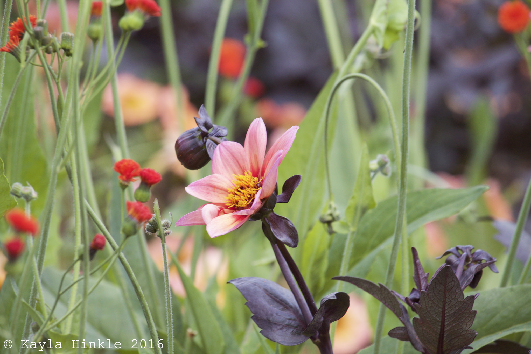 Canon EF-S 55-250mm F4-5.6 IS STM sample photo. Among us photography
