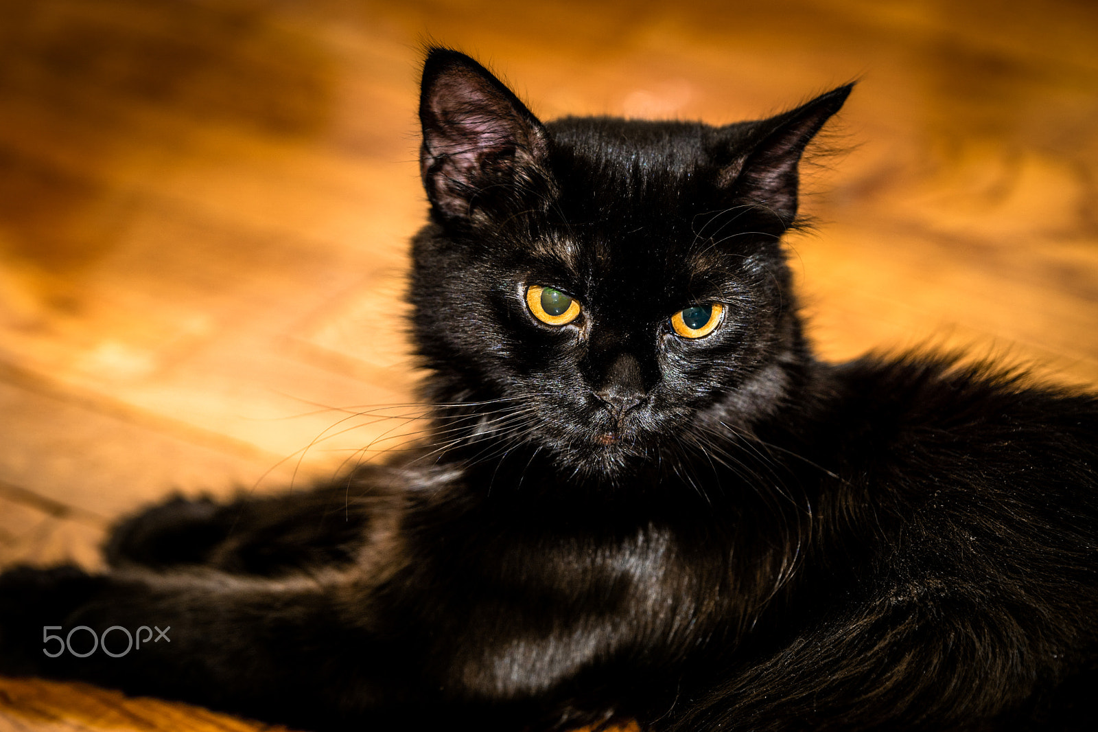 Sony ILCA-77M2 + Tamron SP 70-200mm F2.8 Di VC USD sample photo. Her majesty. photography