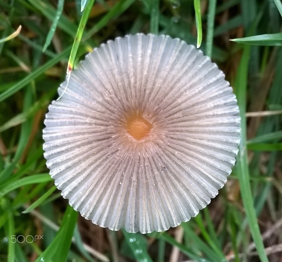 Nokia Lumia 635 sample photo. Unknown fungus photography