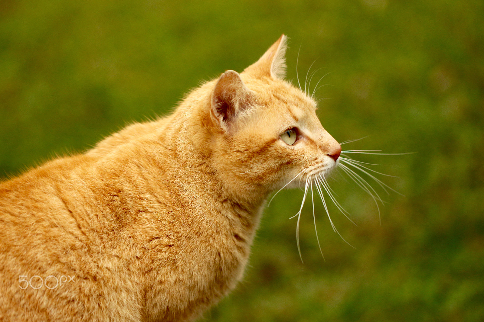 Canon EF 100mm F2.8L Macro IS USM sample photo. Concentrate! photography