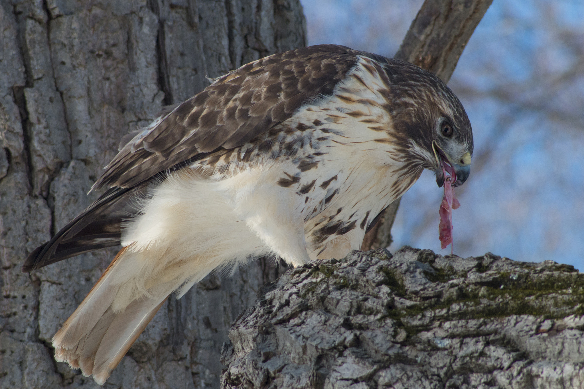 smc PENTAX-F 35-70mm F3.5-4.5 sample photo. Squirrel's for dinner! photography