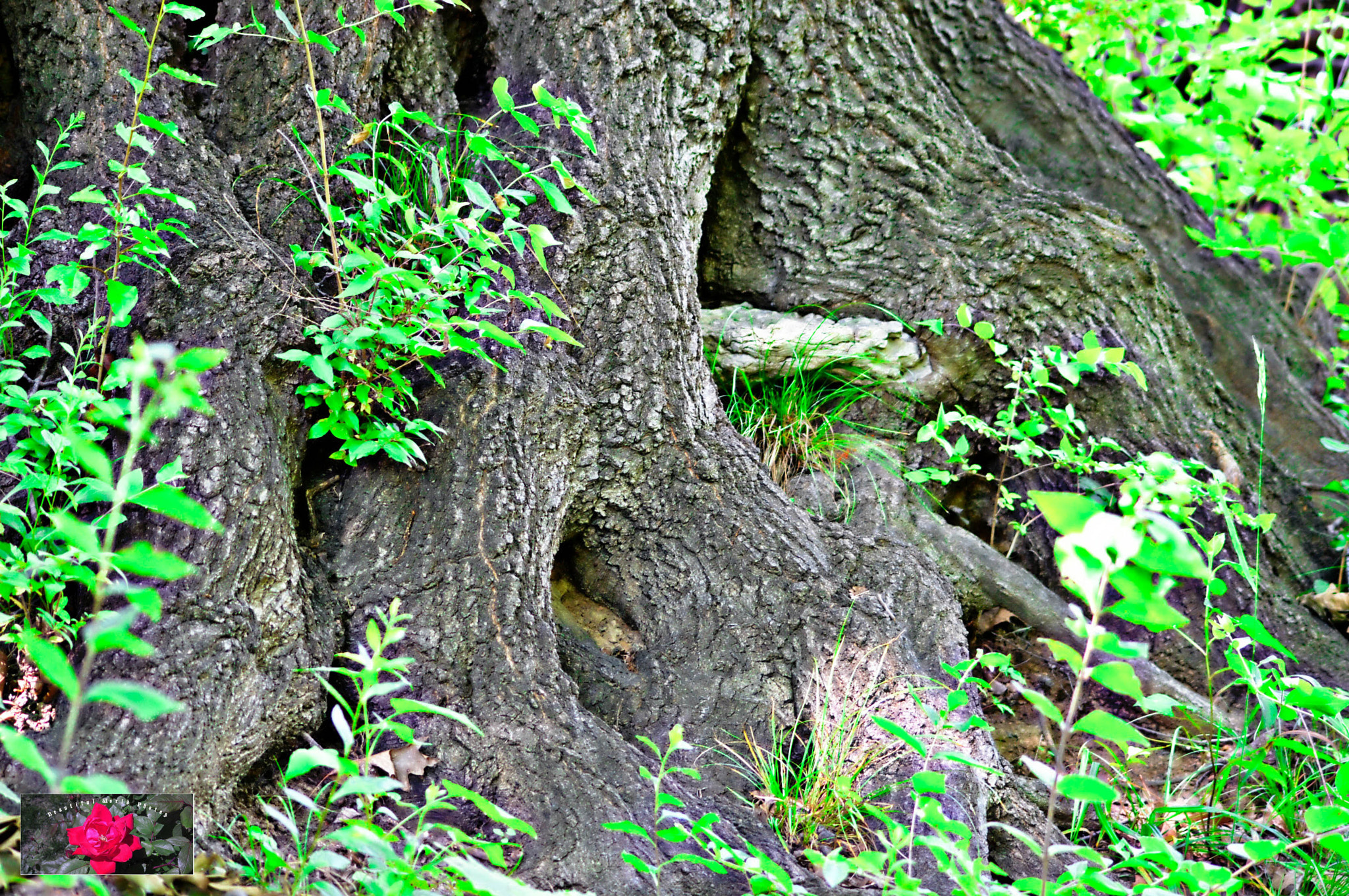 AF-S Zoom-Nikkor 80-200mm f/2.8D IF-ED sample photo. -12.jpg photography