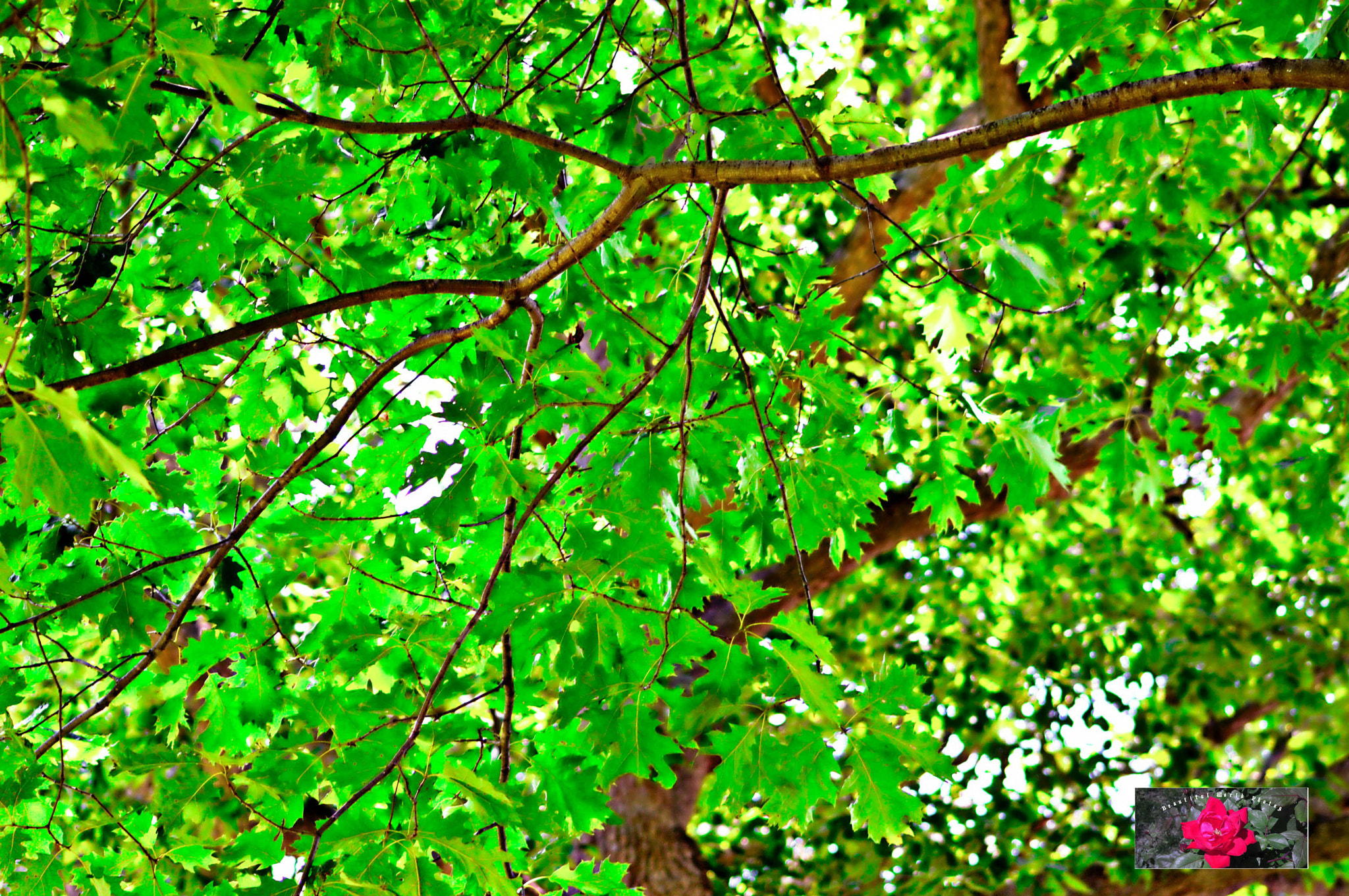 AF Zoom-Nikkor 35-105mm f/3.5-4.5D + 2x sample photo. -20.jpg photography