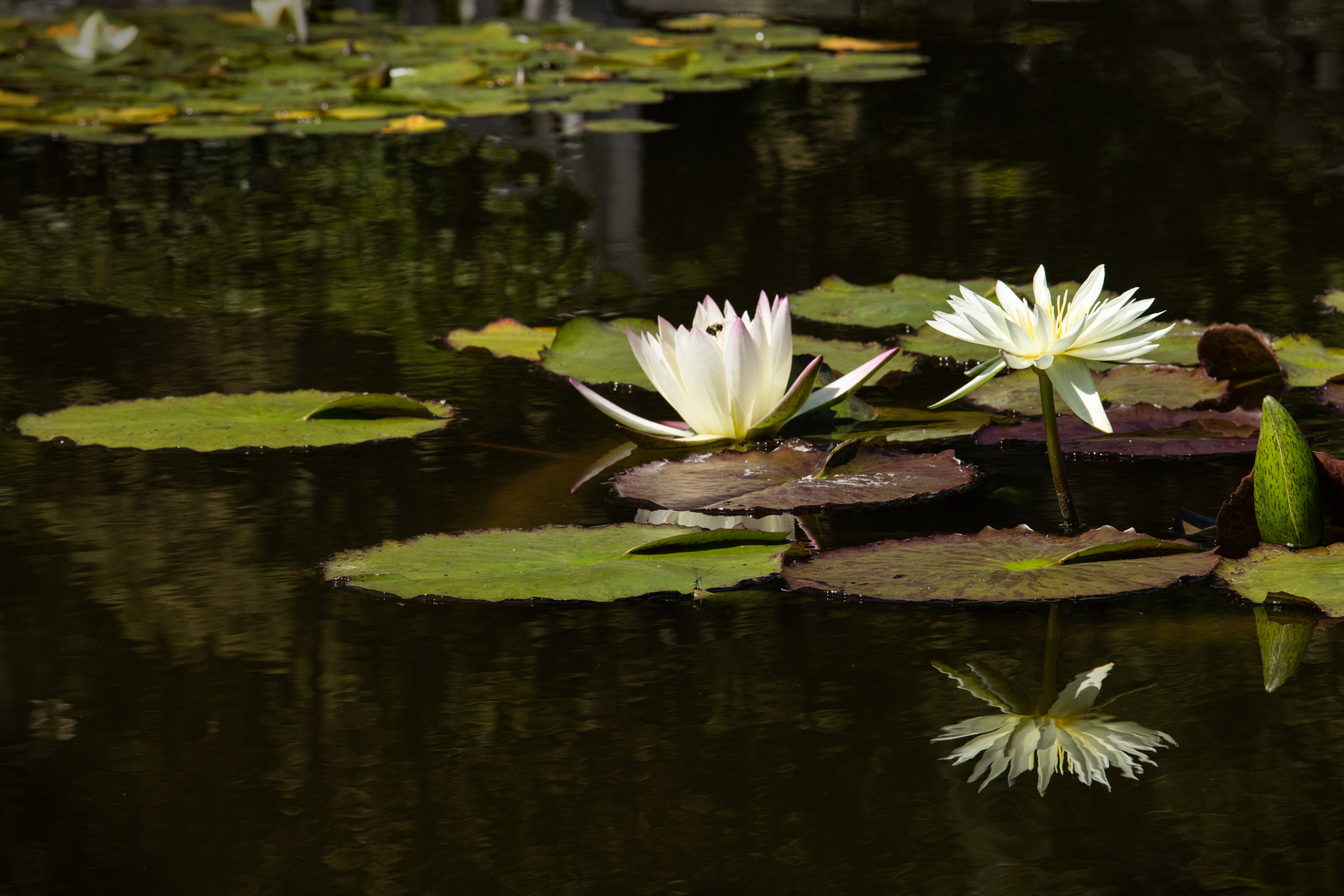 Canon EOS 5DS + Sigma 50-200mm F4-5.6 DC OS HSM sample photo. Two lilies, one reflection photography