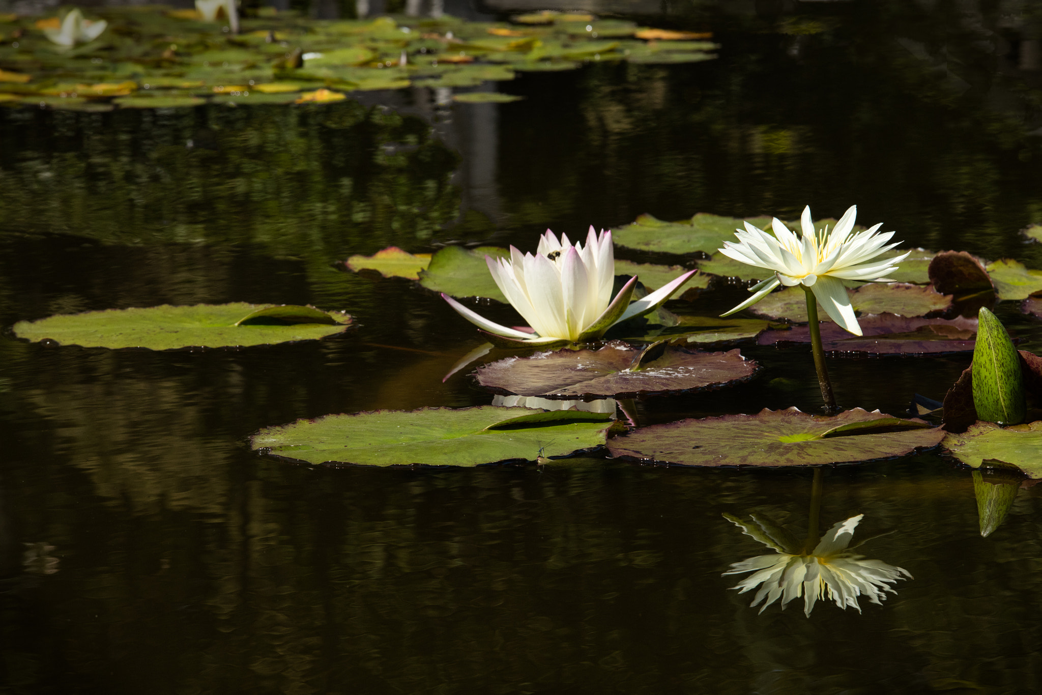 Canon EOS 5DS sample photo. Two lilies, one reflection photography