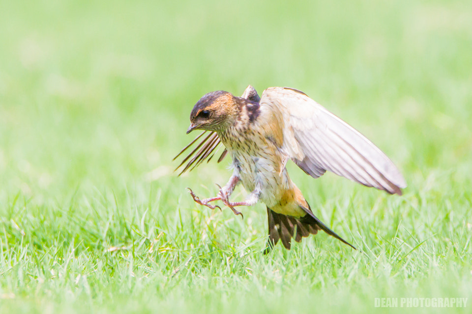 Canon EOS-1D Mark IV sample photo. Landing photography