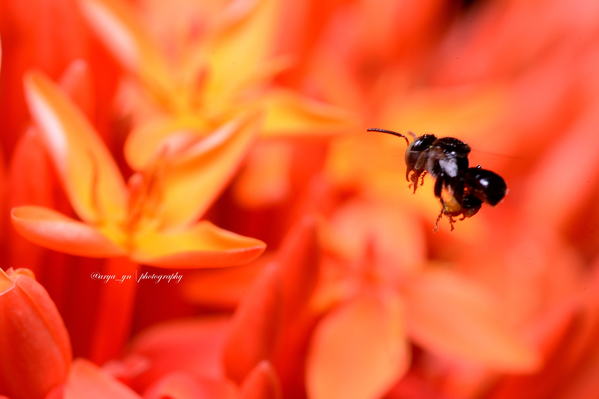 Sigma 105mm F2.8 EX DG OS HSM sample photo. Control...prepare for landing photography