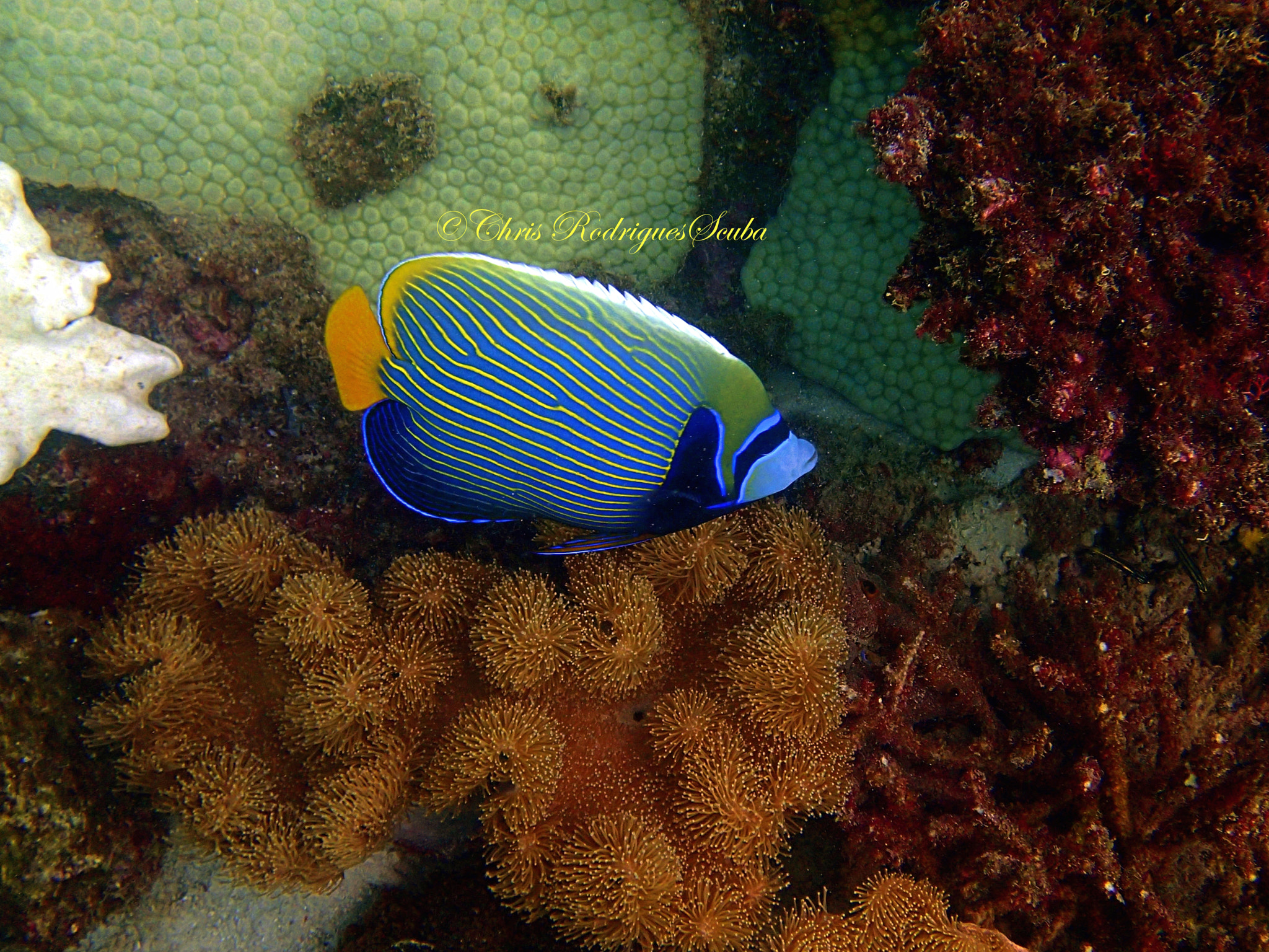 Olympus TG-1 sample photo. Emperor angelfish photography