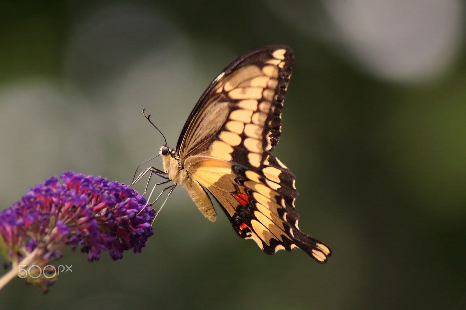 Sony SLT-A37 + Sony 75-300mm F4.5-5.6 sample photo. Tiger swallowtail photography