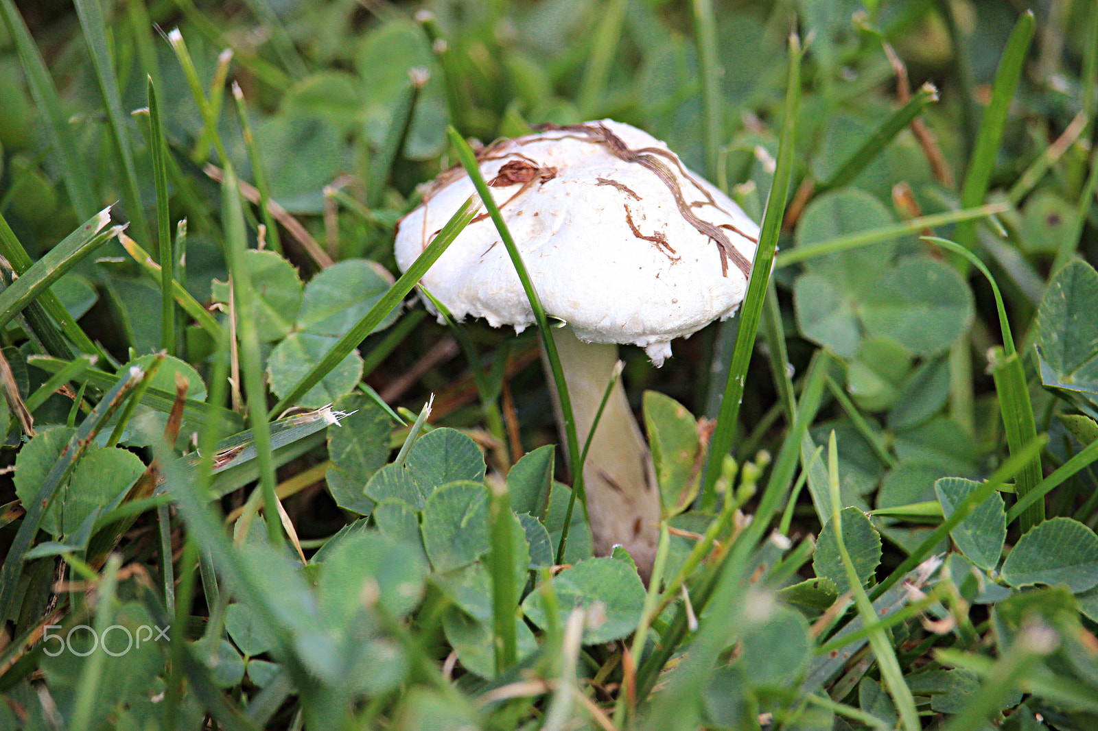 55.0 - 250.0 mm sample photo. White mushroom photography
