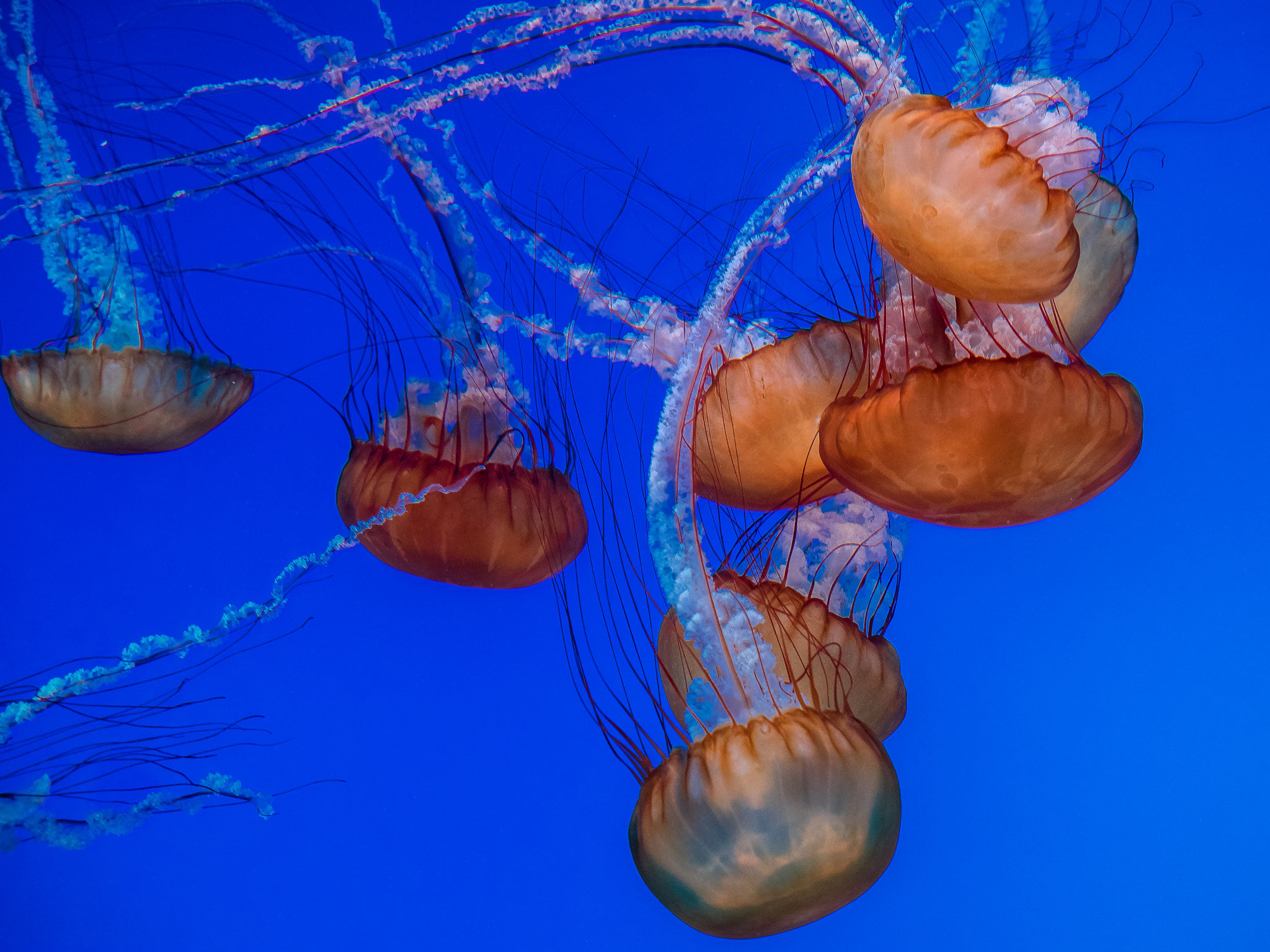 Olympus Zuiko Digital ED 12-60mm F2.8-4.0 SWD sample photo. Jelly fish photography