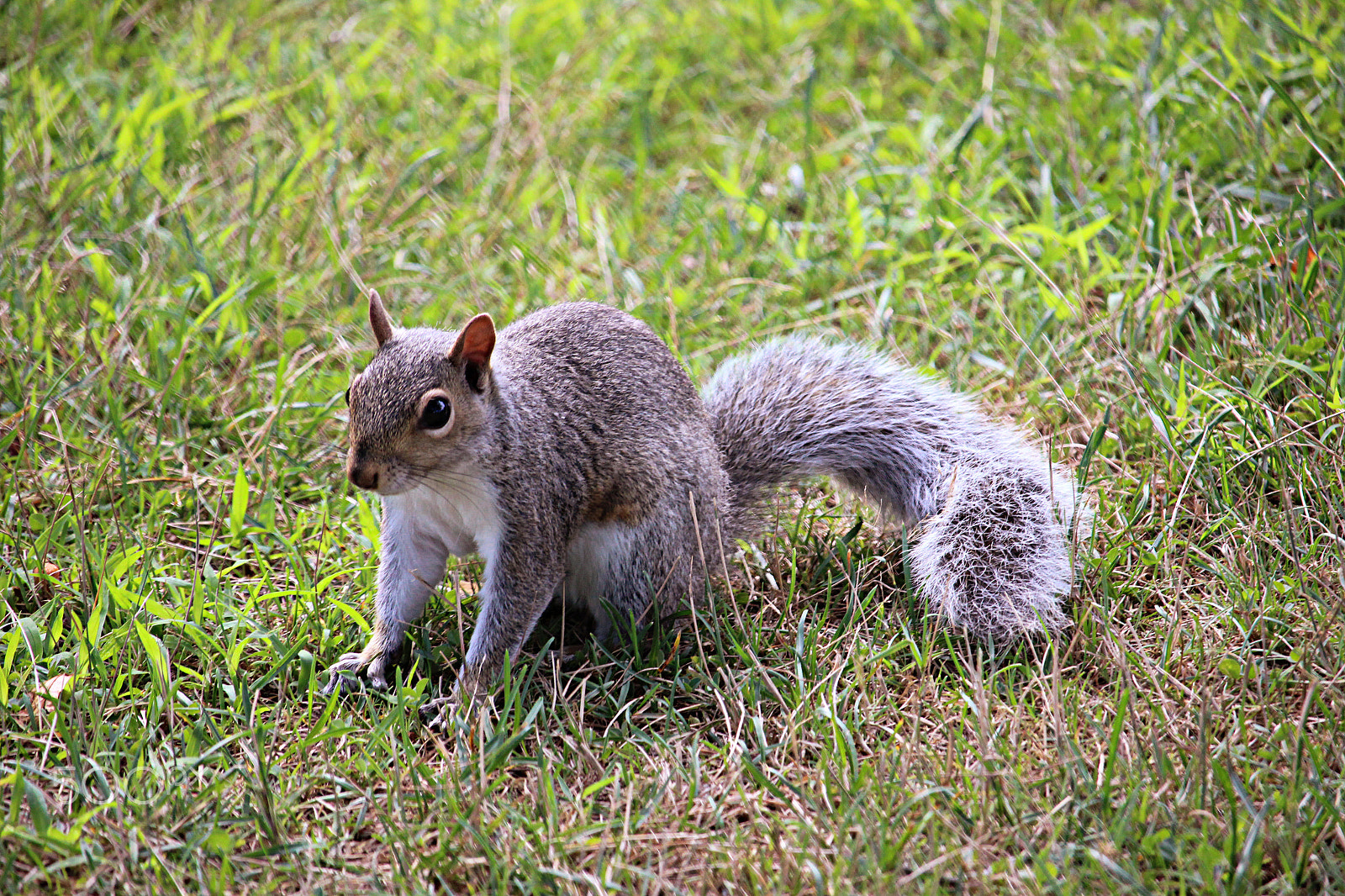 55.0 - 250.0 mm sample photo. Little nut buddy photography