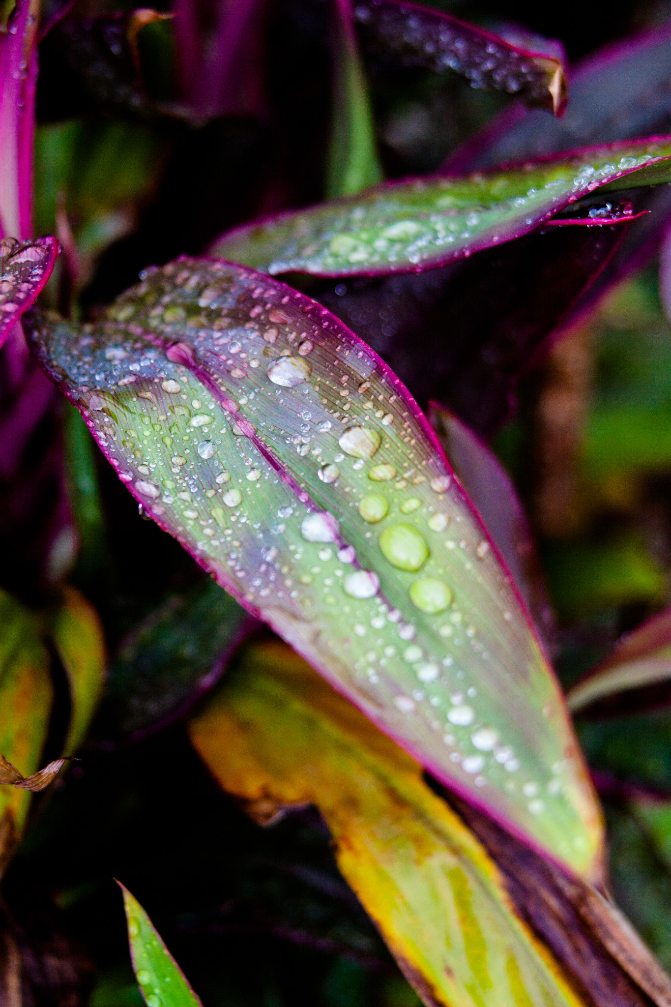 Canon EF 28-200mm F3.5-5.6 USM sample photo. Purple rain photography
