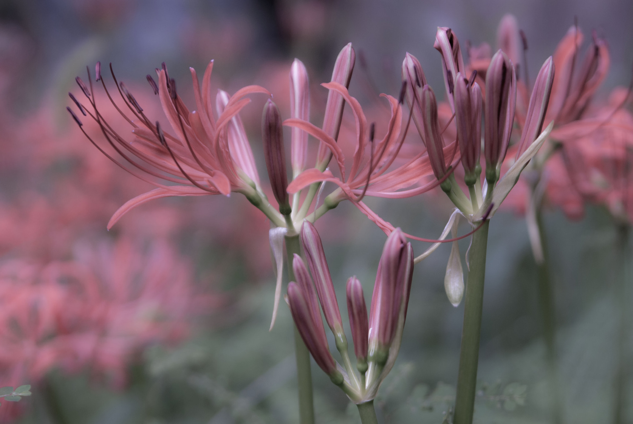 Nikon D200 sample photo. Higanbana~rare with no leaves~ photography