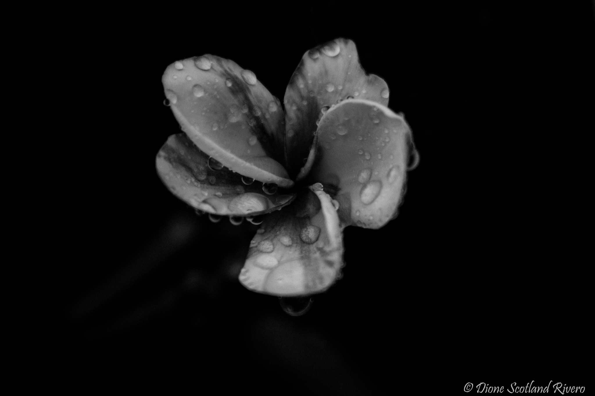 Canon EF 28-200mm F3.5-5.6 USM sample photo. After the rain photography