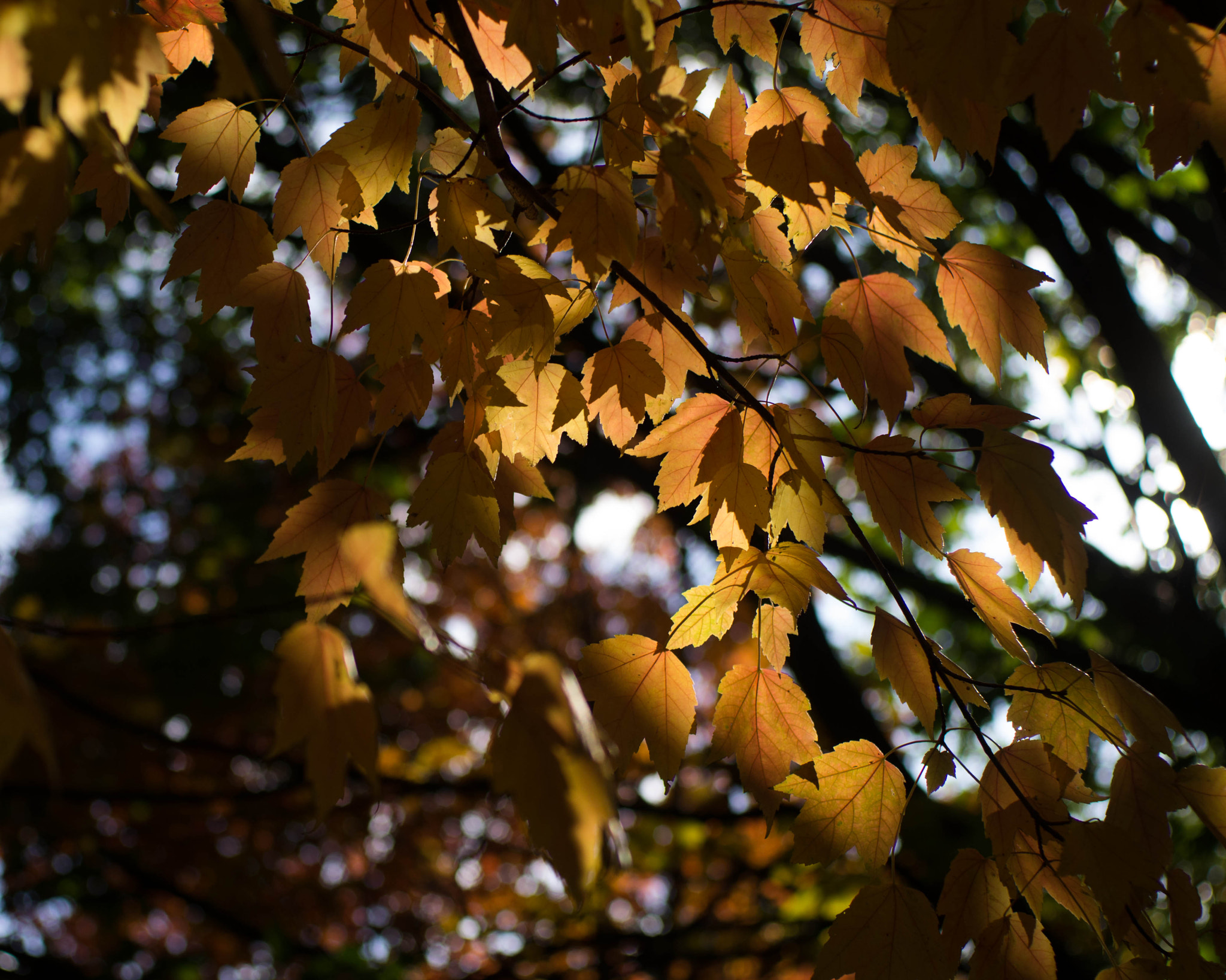 Pentax K-5 sample photo. Time photography