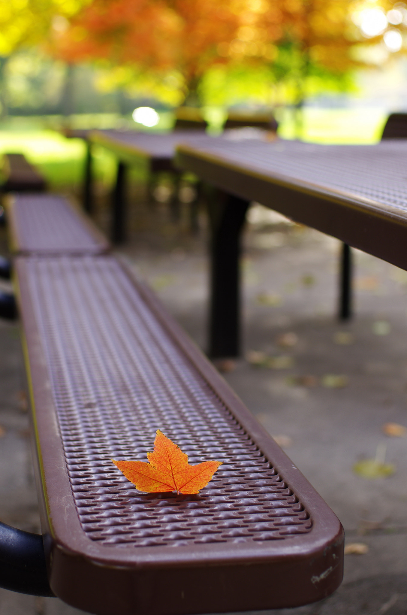 Pentax smc FA 43mm F1.9 Limited sample photo. Here comes the fall photography