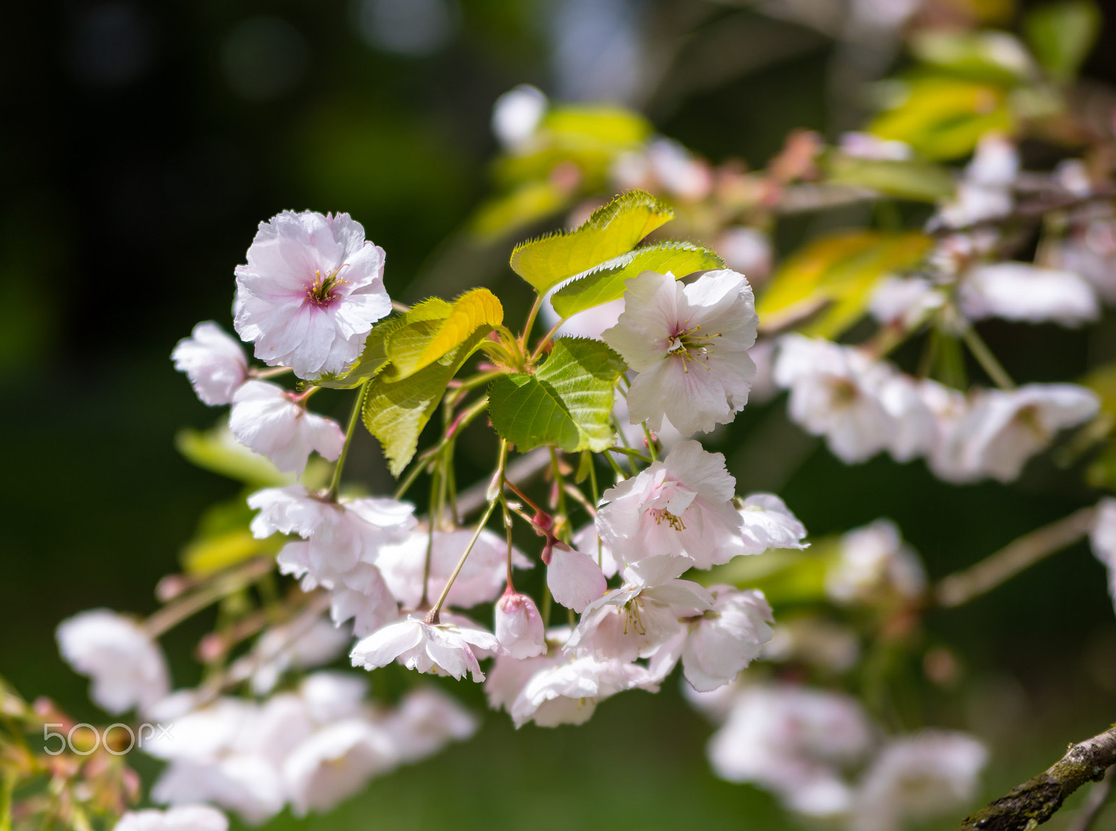 Canon EOS 5DS R sample photo. Flowering blooms photography