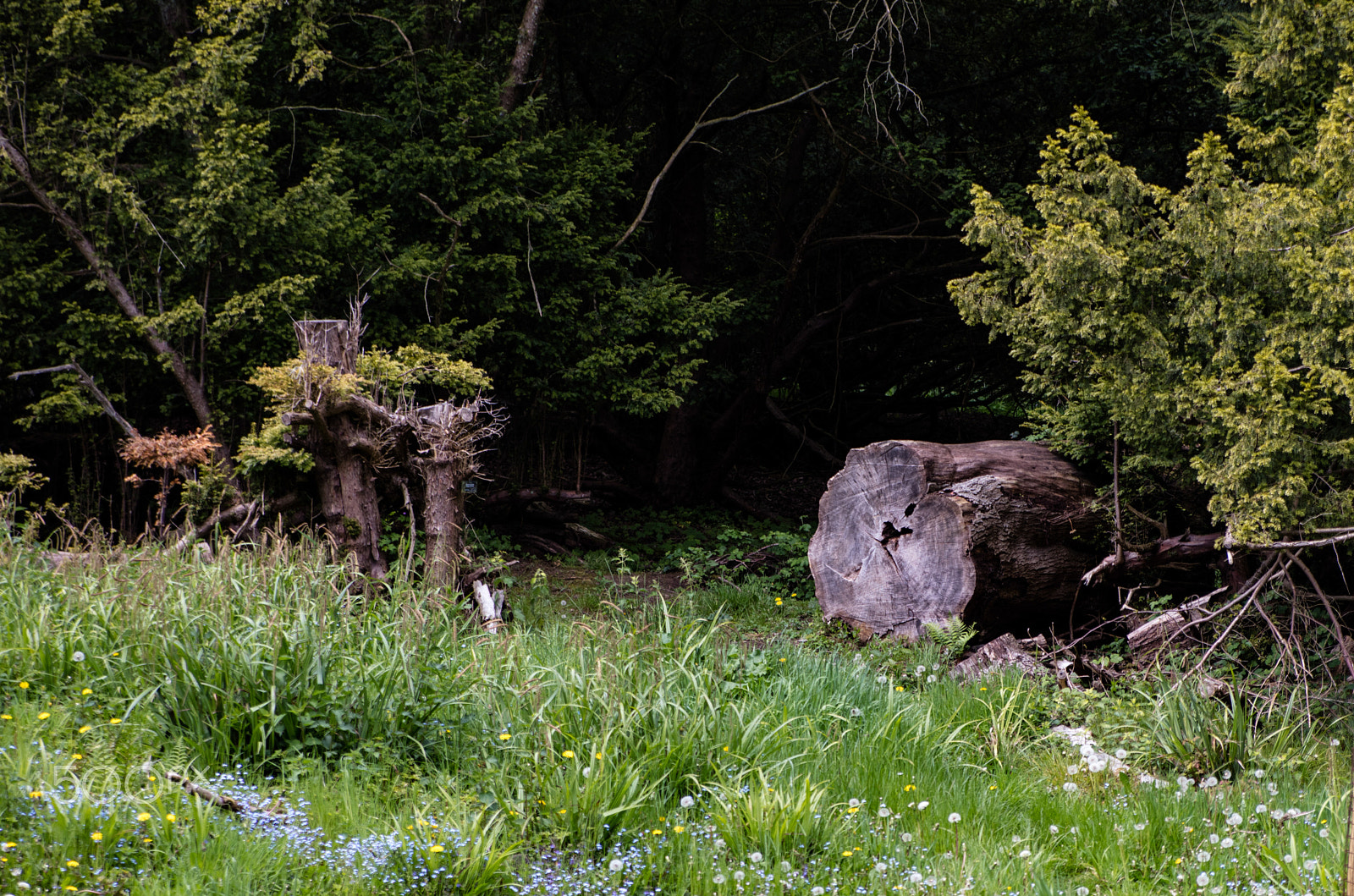 Canon EOS 5DS R + Tamron AF 28-75mm F2.8 XR Di LD Aspherical (IF) sample photo. Ancient tree at batsford photography