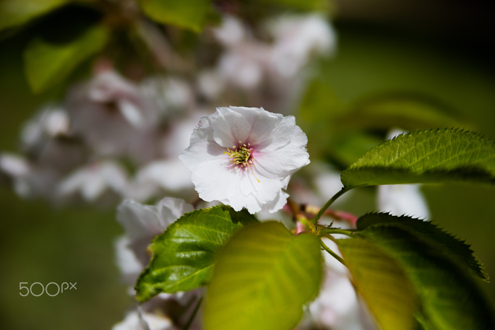 Canon EOS 5DS R + Tamron AF 28-75mm F2.8 XR Di LD Aspherical (IF) sample photo. Flowering tree photography
