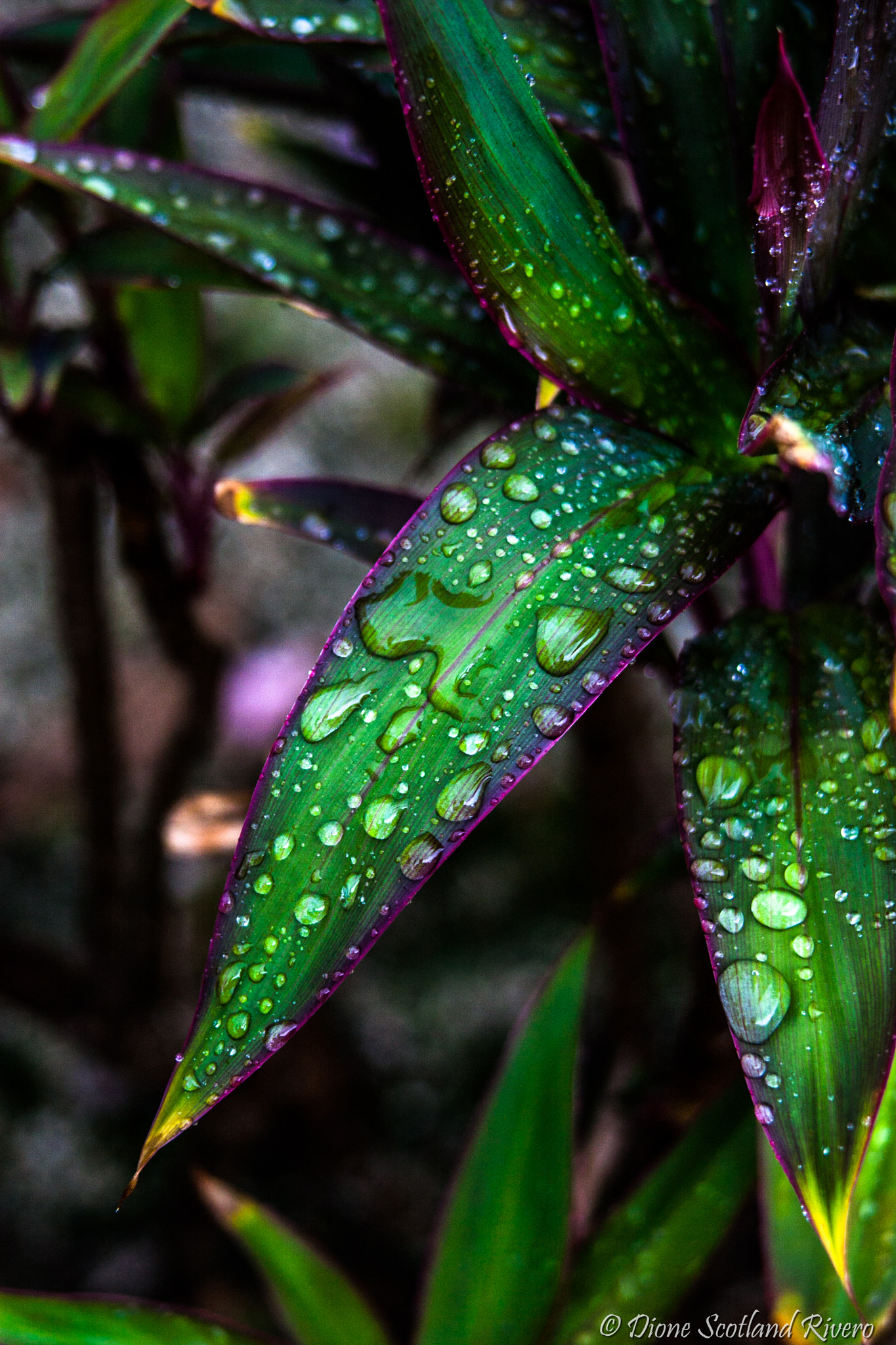Canon EF 28-200mm F3.5-5.6 USM sample photo. Rain drops photography
