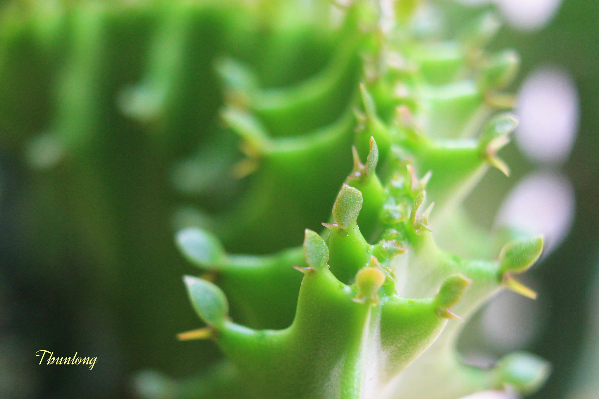 Canon EOS 1100D (EOS Rebel T3 / EOS Kiss X50) + Canon EF-S 18-55mm F3.5-5.6 IS II sample photo. Cactus ' sprouts ! photography