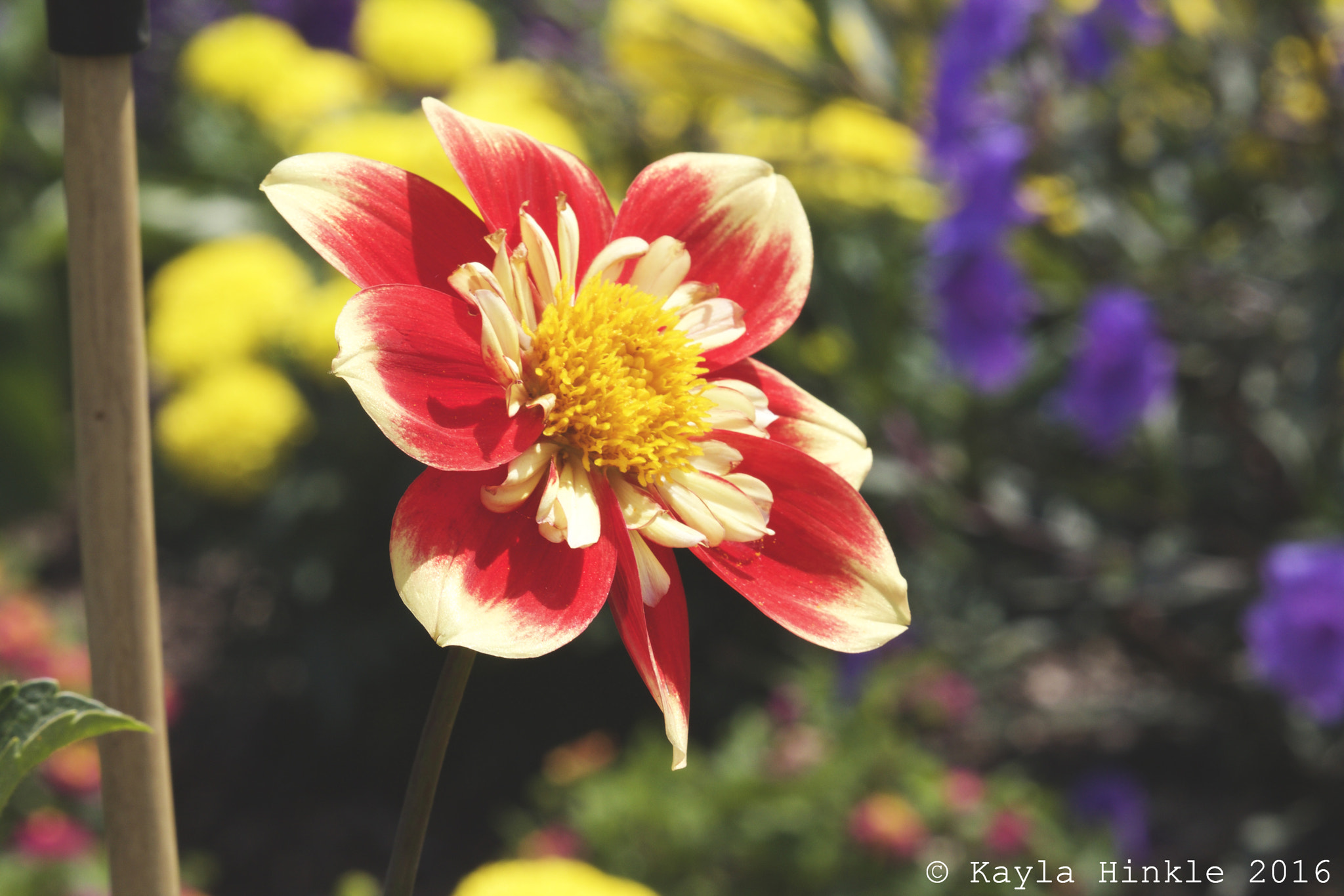 Canon EF-S 55-250mm F4-5.6 IS STM sample photo. Candy cane colors photography