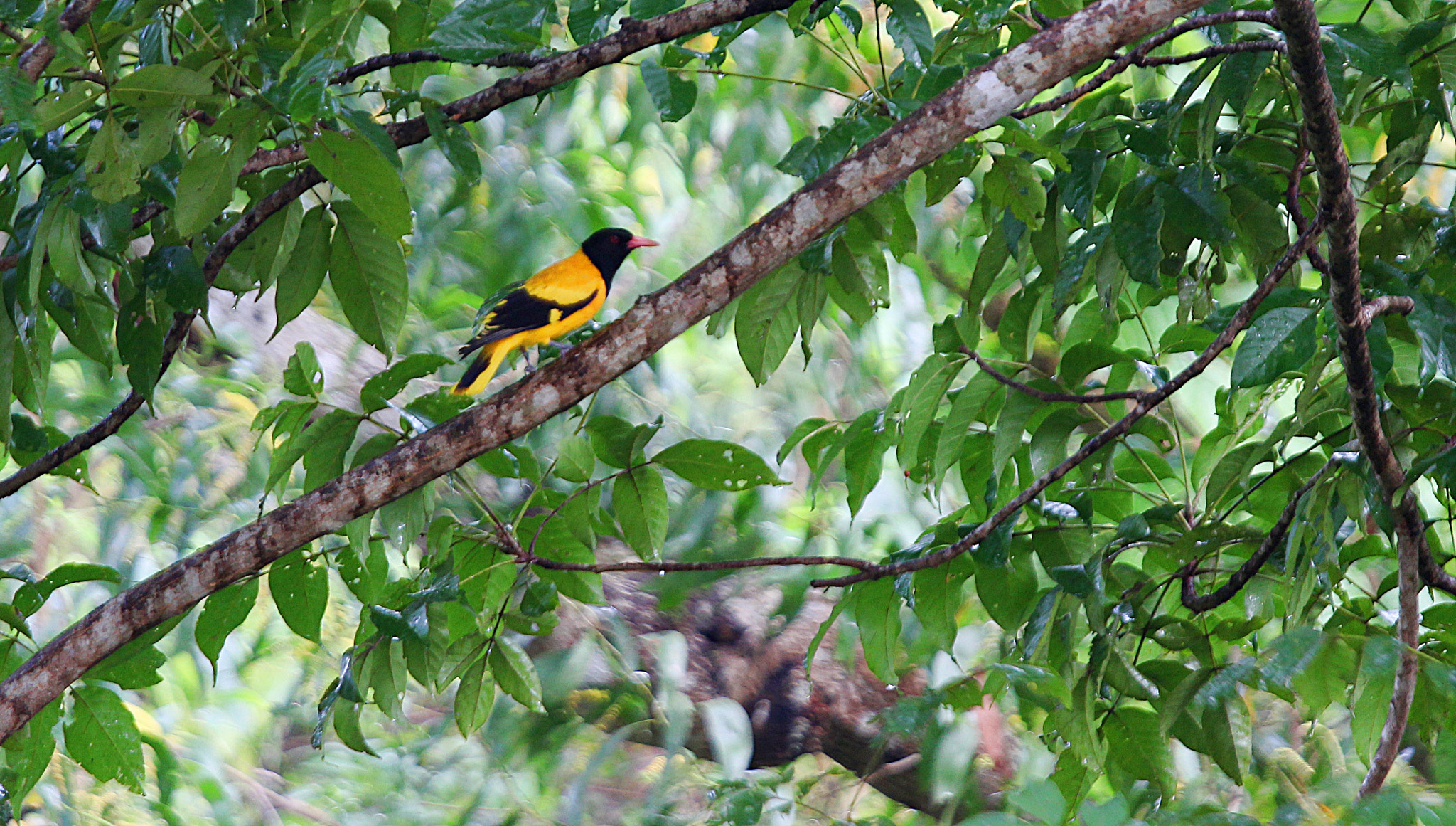 Canon EOS 600D (Rebel EOS T3i / EOS Kiss X5) + Canon EF 70-200mm F4L IS USM sample photo. Black hooded oriole photography