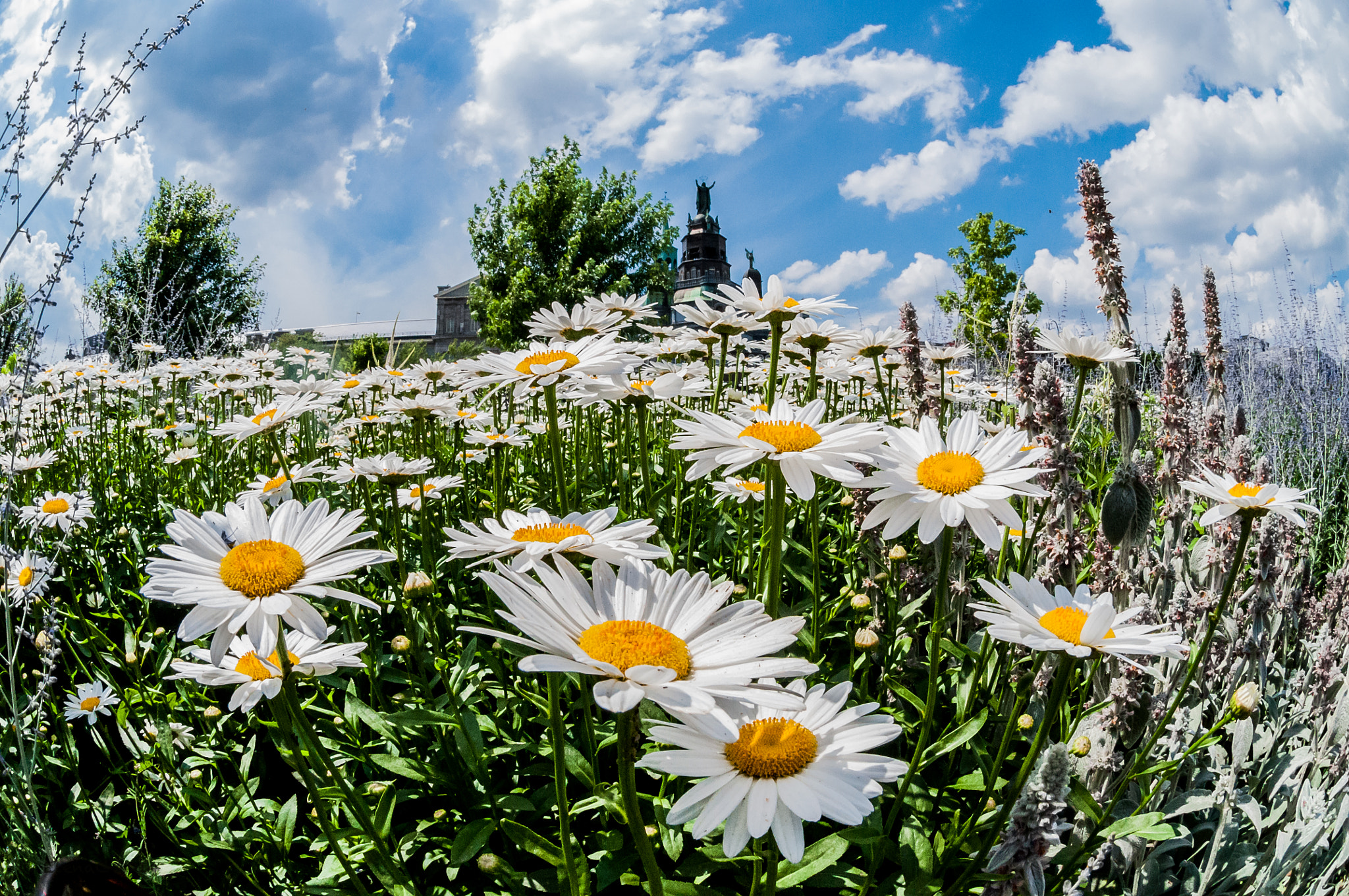 Nikon AF DX Fisheye-Nikkor 10.5mm F2.8G ED sample photo. Montreal, canada photography