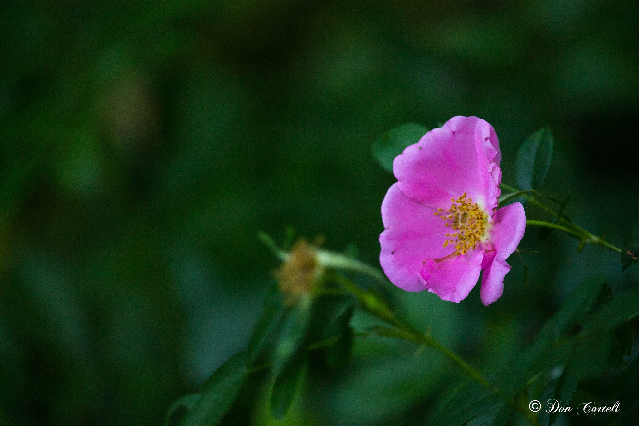 Canon EF-S 55-250mm F4-5.6 IS STM sample photo. Alone photography