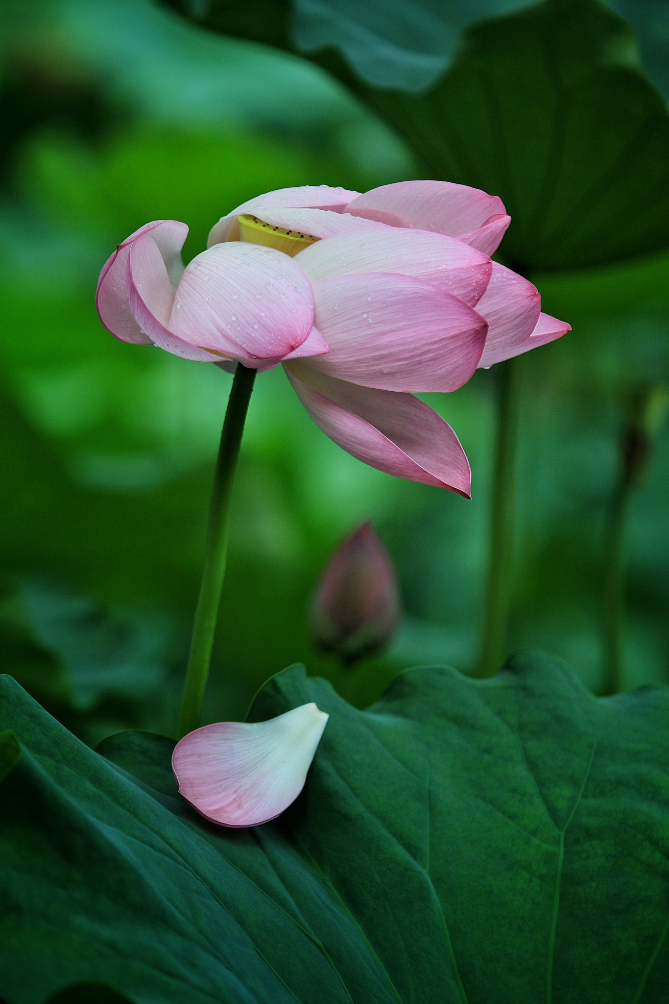 Canon EOS M + Canon EF 70-200mm F2.8L IS USM sample photo. Lotus photography