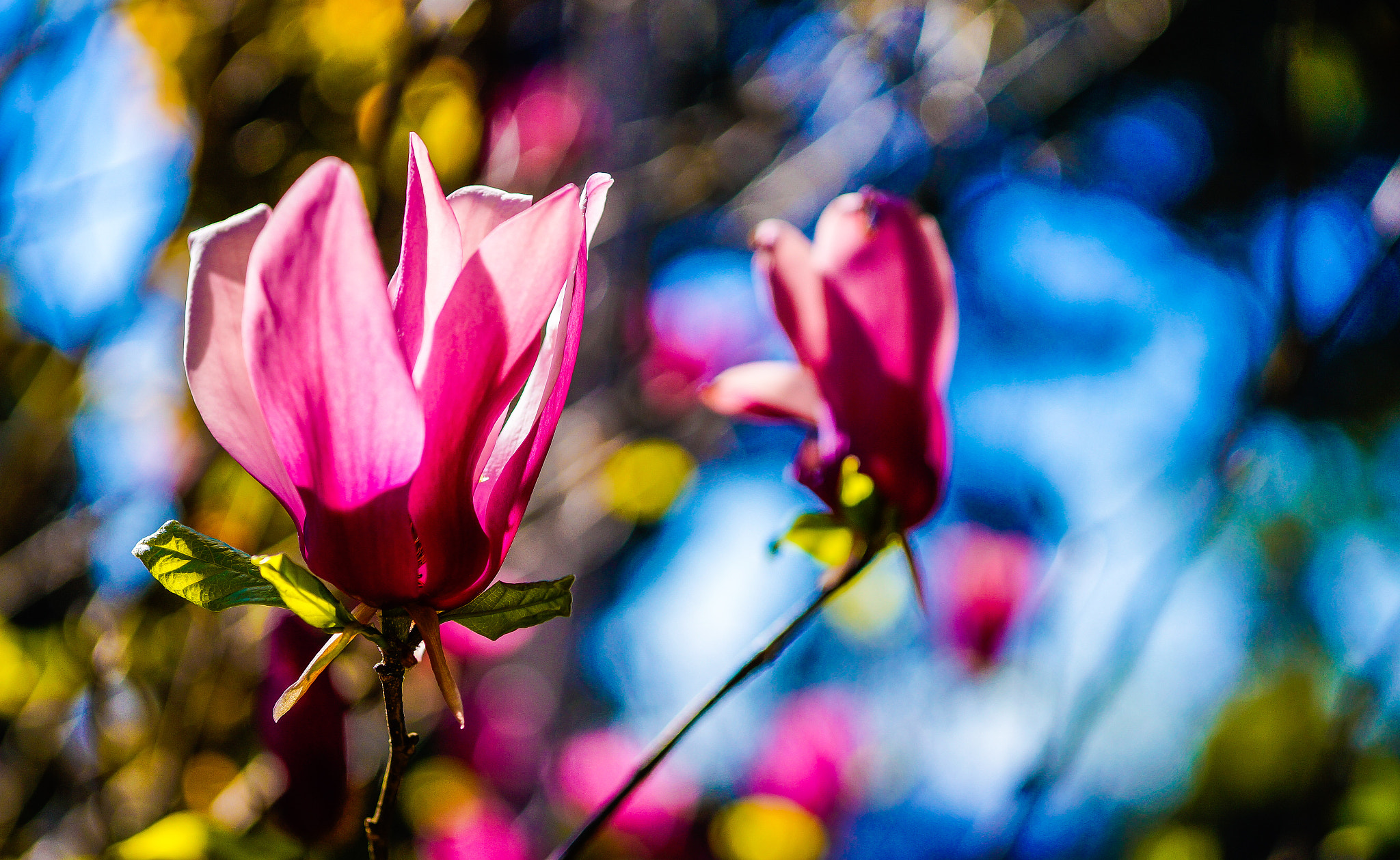 Sony Alpha a3000 + E 60mm F2.8 sample photo. Magnoliando photography