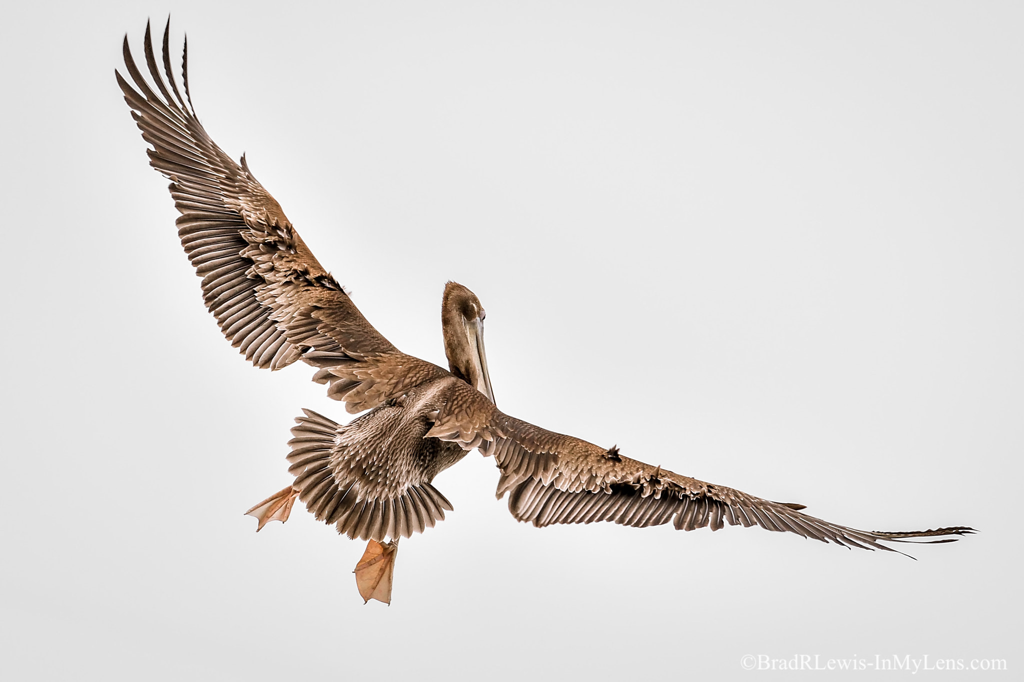 Nikon D5 + Nikon AF-S Nikkor 500mm F4E FL ED VR sample photo. Brown pelican photography