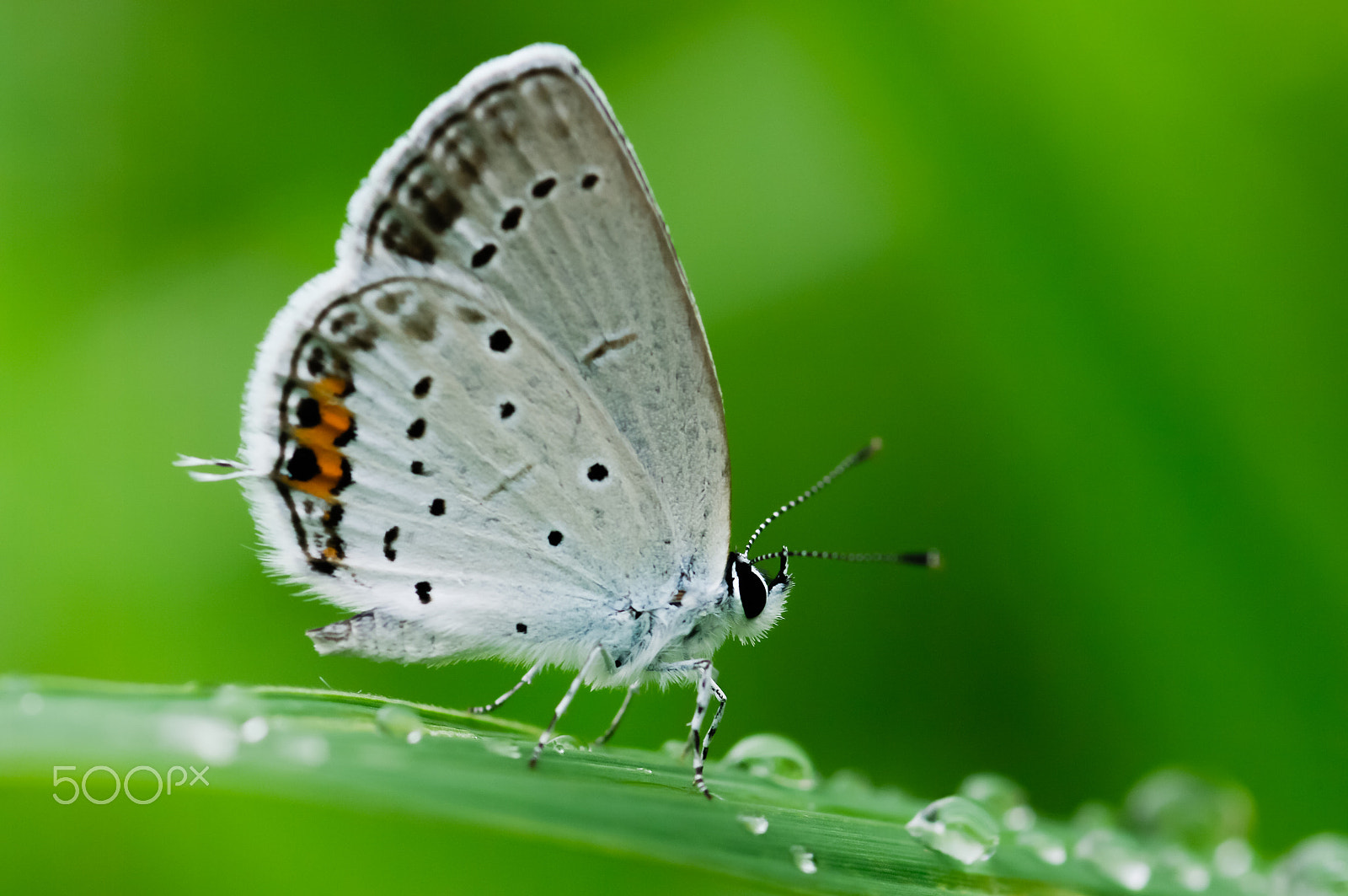 Pentax K20D + smc PENTAX-FA Macro 100mm F2.8 sample photo. Beautiful butterfly in the morning. photography