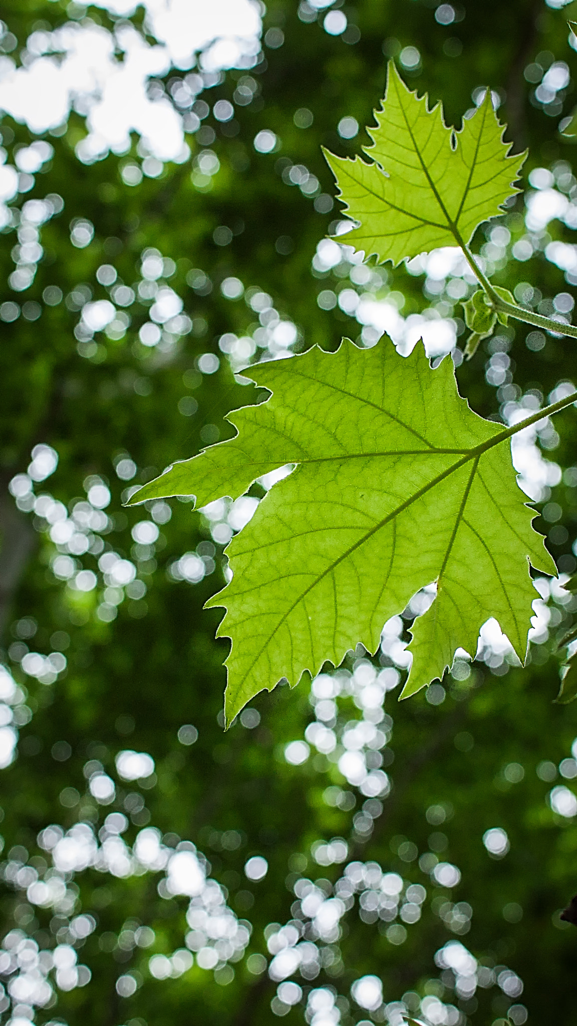Canon EF-S 24mm F2.8 STM sample photo