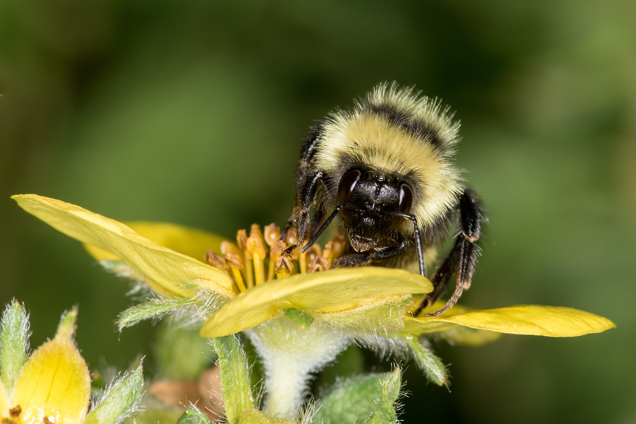 Sigma 105mm F2.8 EX DG Macro sample photo. Here's looking at you.. photography
