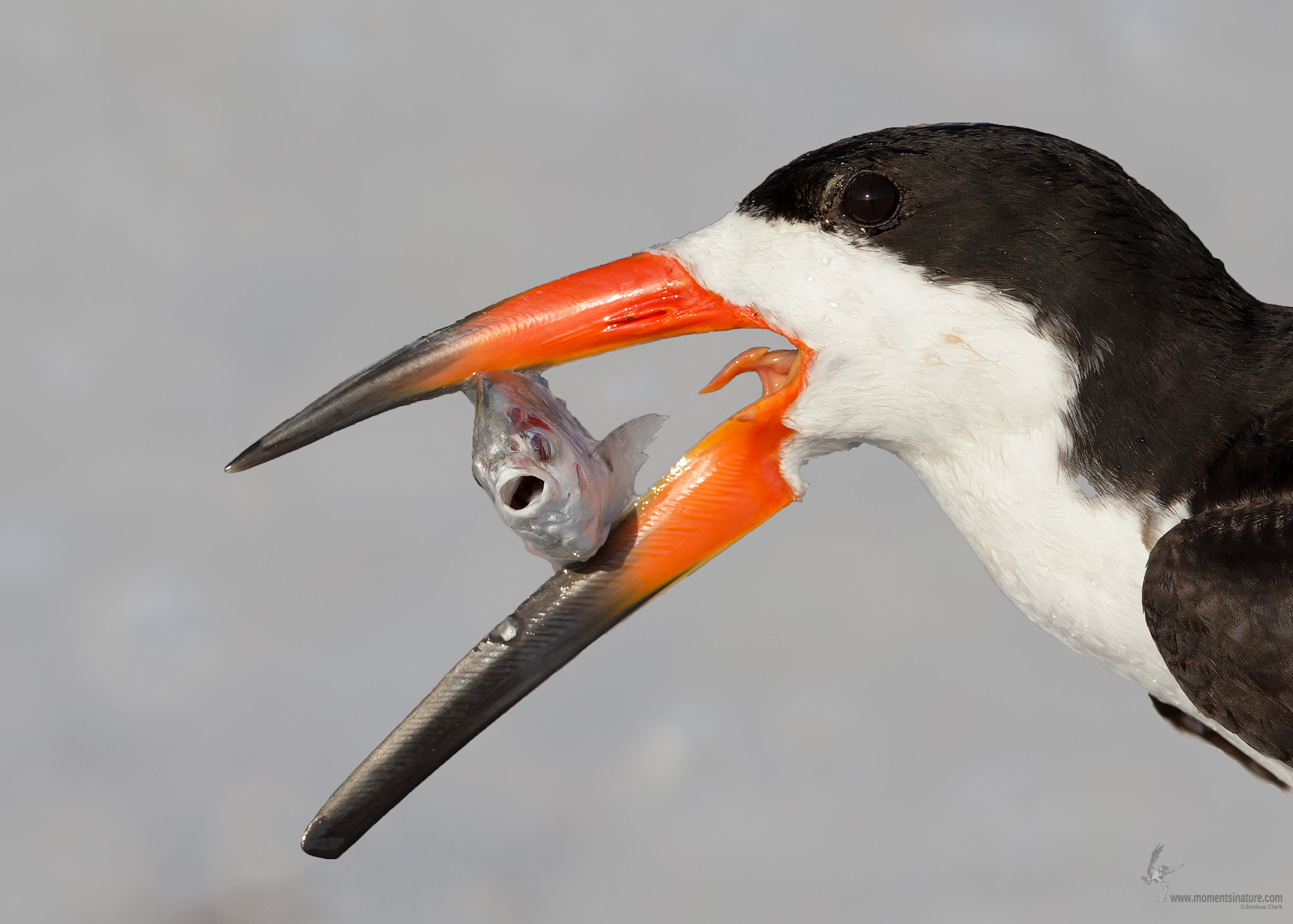 Canon EF 500mm F4L IS USM sample photo. Black skimmer with meal photography