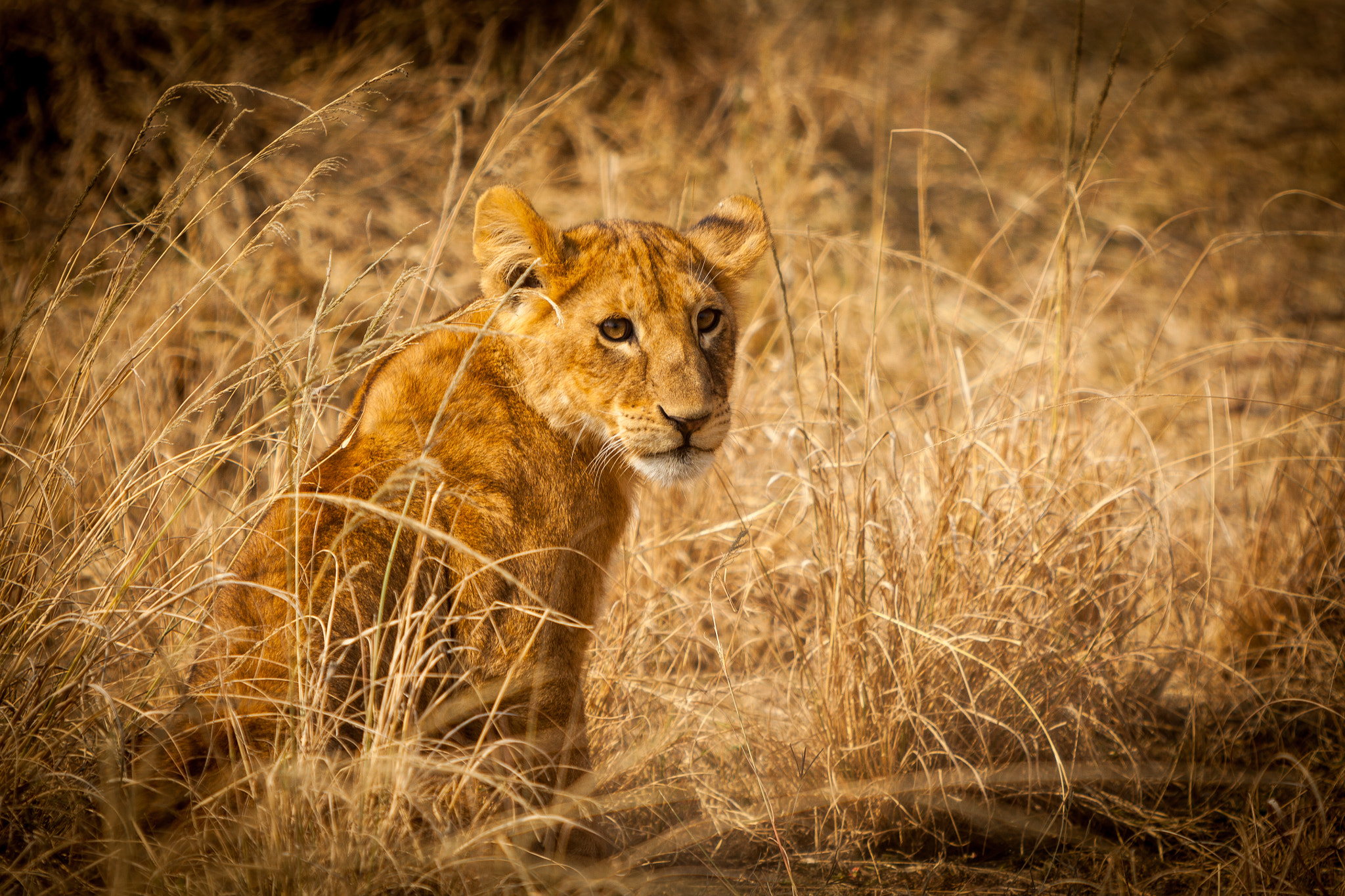Canon EF 70-200mm F2.8L IS USM sample photo. Baby lion photography