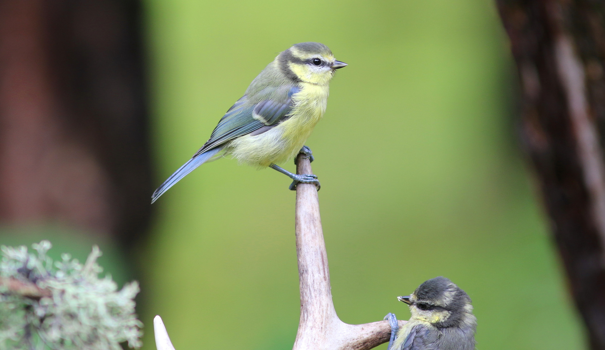 Canon EF 300mm F4L IS USM sample photo. Young blue tits photography