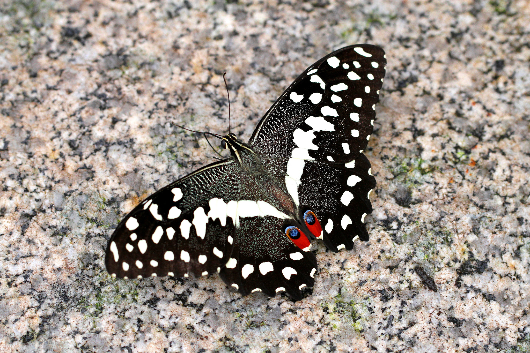 Canon EF 100mm F2.8L Macro IS USM sample photo. Unknown butterfly photography