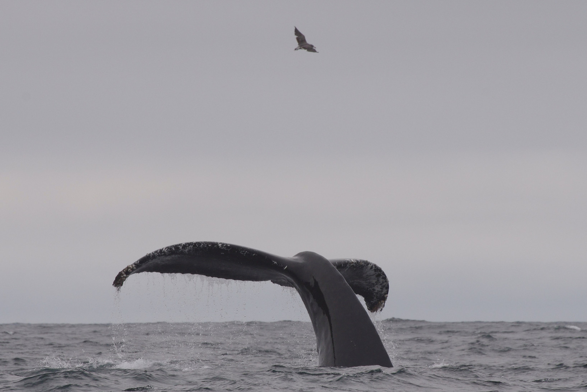 Pentax K-5 II sample photo. Queue de baleine à bosse photography