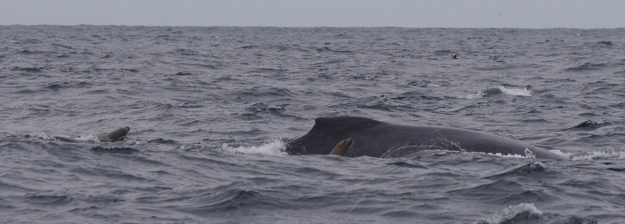 Pentax K-5 II + Sigma Lens (3 255) sample photo. Baleine à bosse et otaries photography