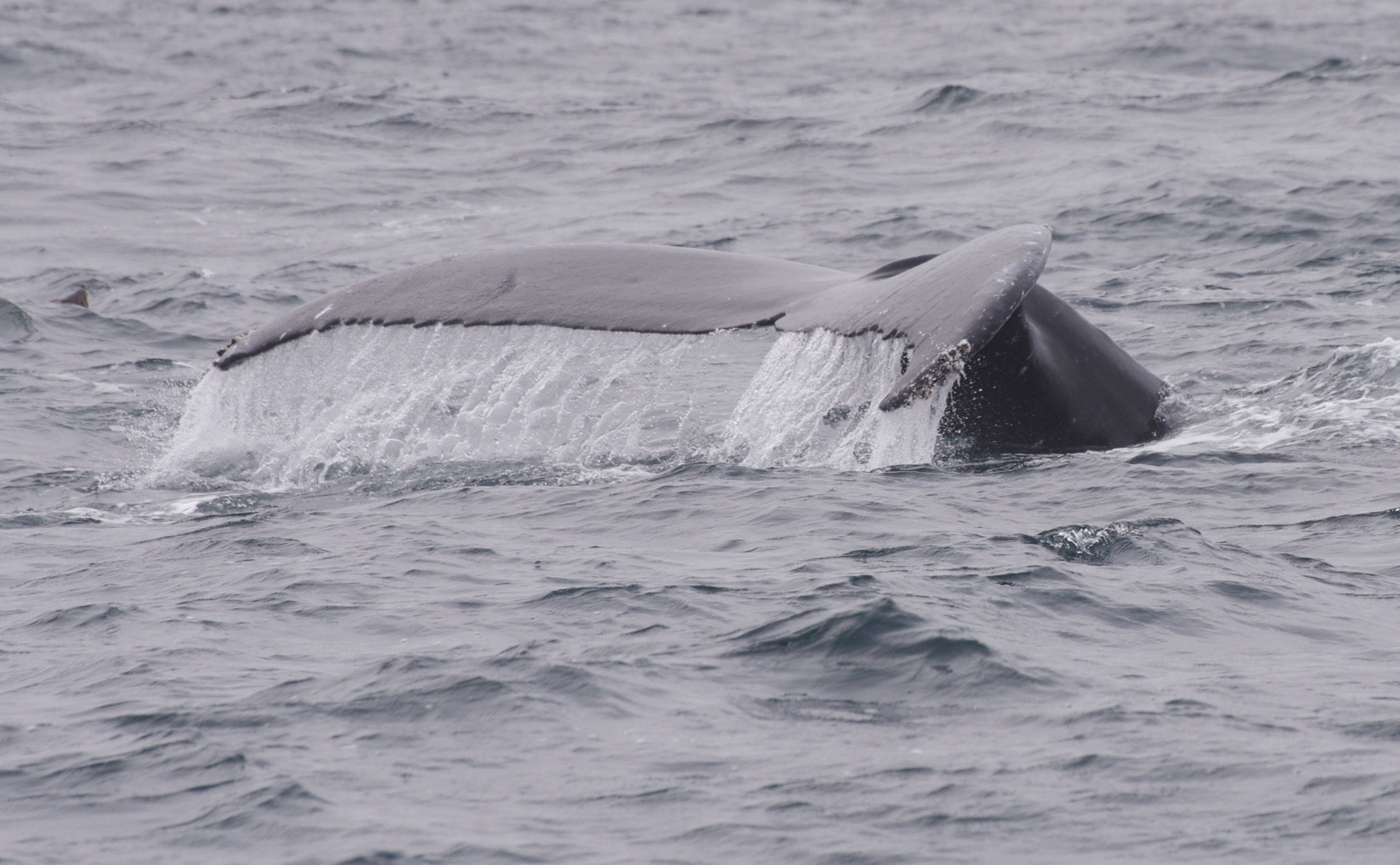 Pentax K-5 II + Sigma Lens (3 255) sample photo. Queue de baleine à bosse en plongeon photography