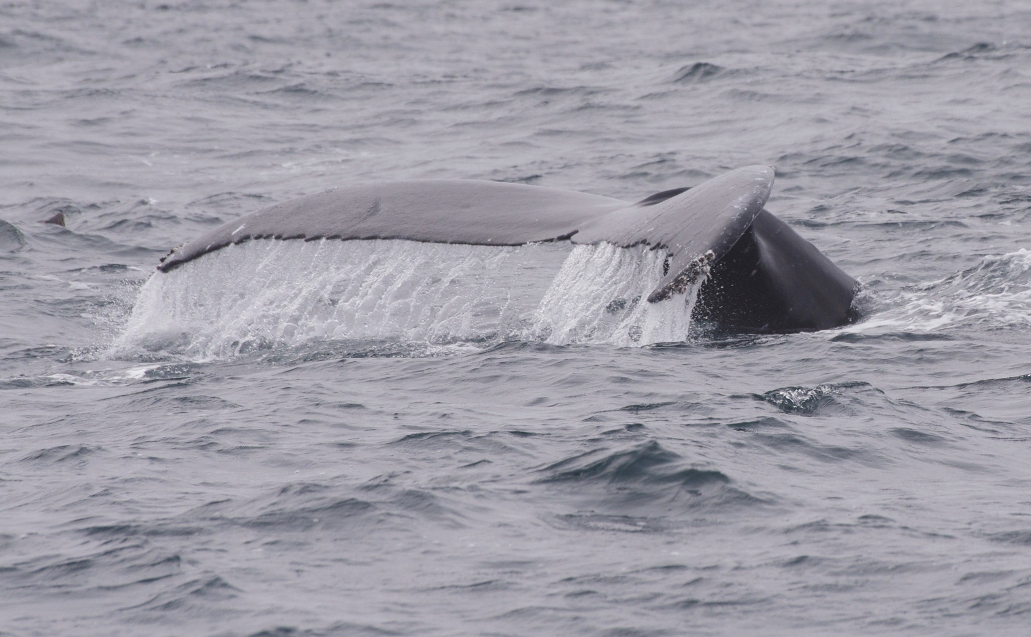 Sigma Lens (3 255) sample photo. Queue de baleine à bosse en plongeon photography
