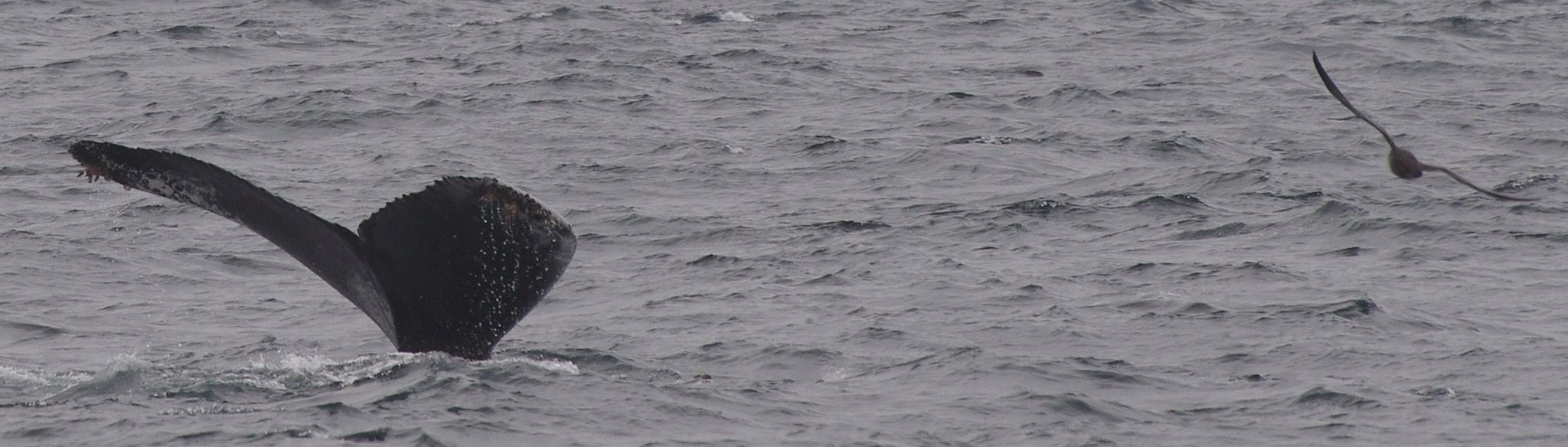 Pentax K-5 II + Sigma Lens (3 255) sample photo. Baleine en plongeon et mouette photography