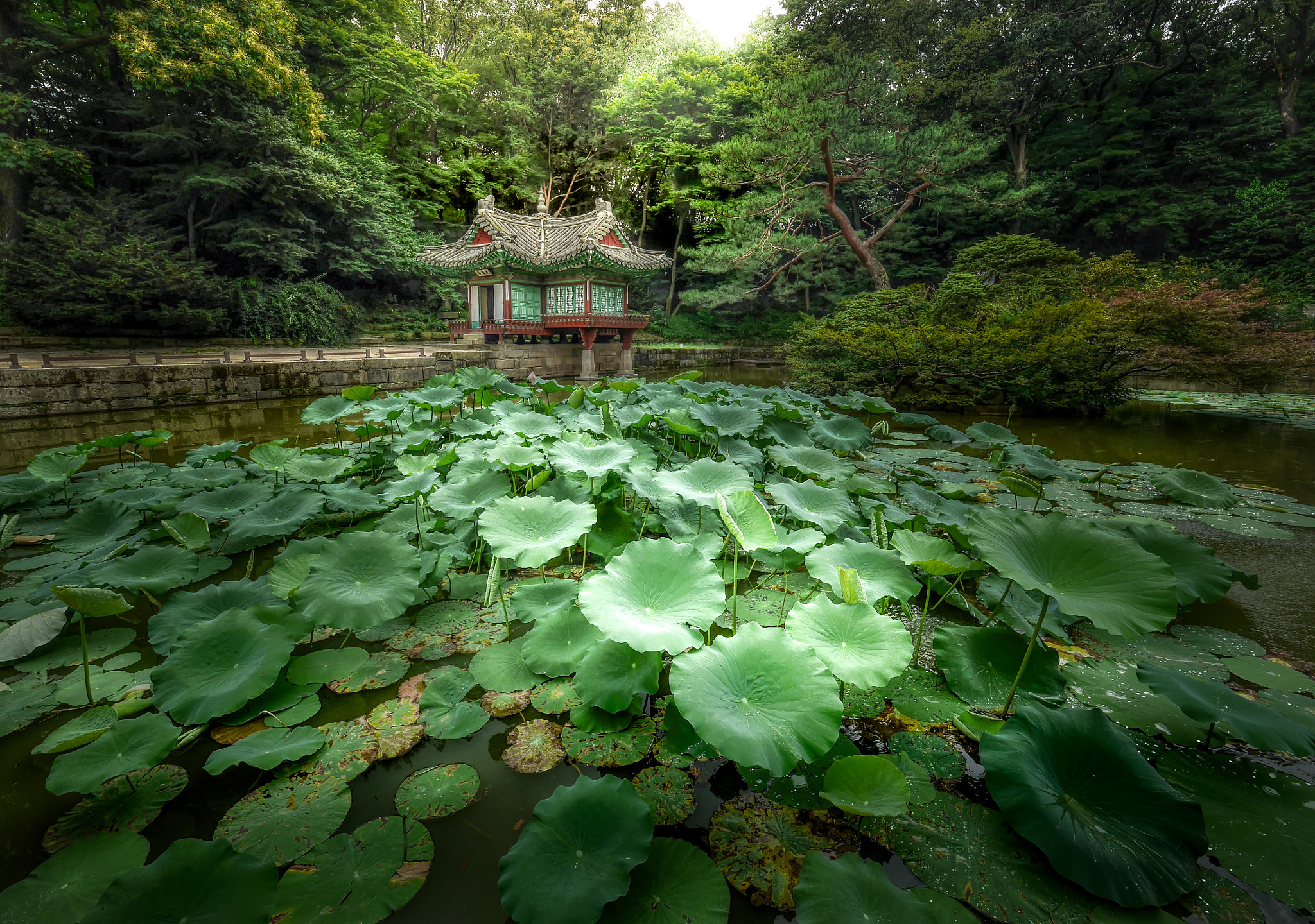 Panasonic Lumix DMC-GX7 + Olympus M.Zuiko Digital ED 7-14mm F2.8 PRO sample photo. The king's garden photography