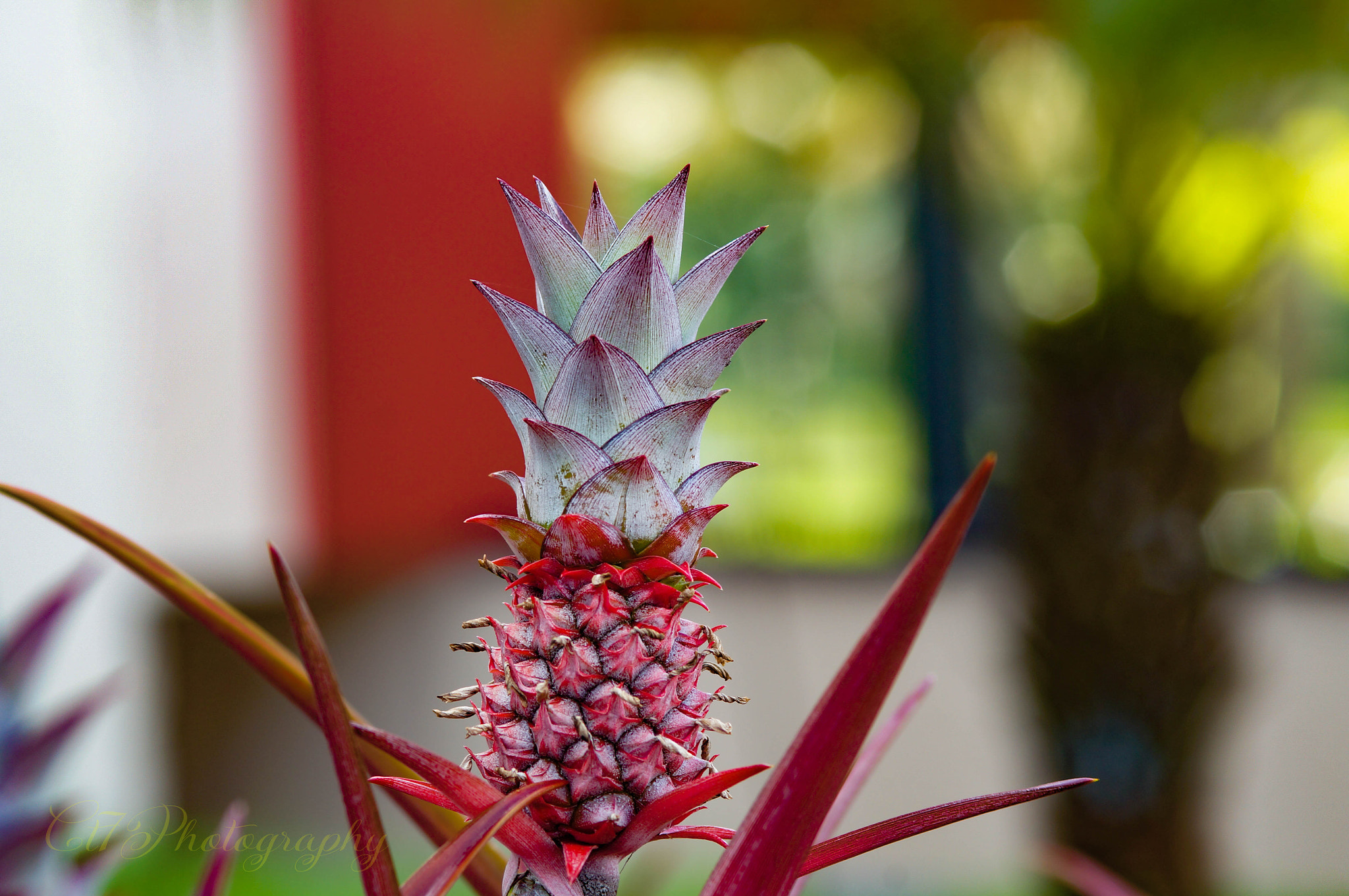 Minolta AF 70-210mm F4 Macro sample photo. Pineaple photography