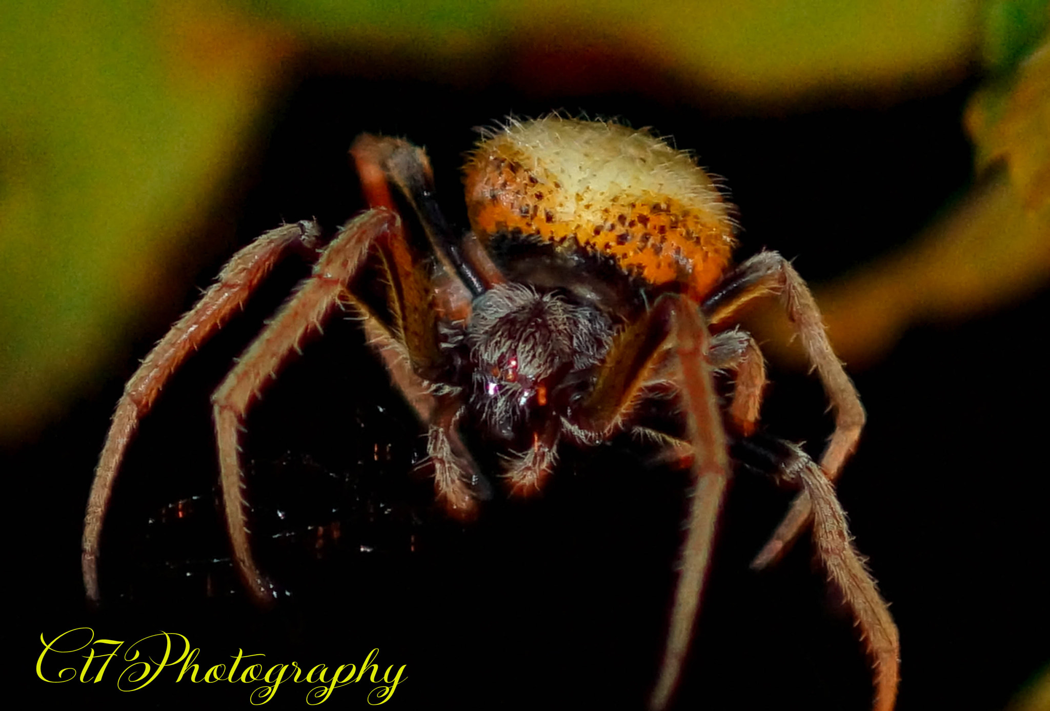 Minolta AF 70-210mm F4 Macro sample photo. Gold spider photography