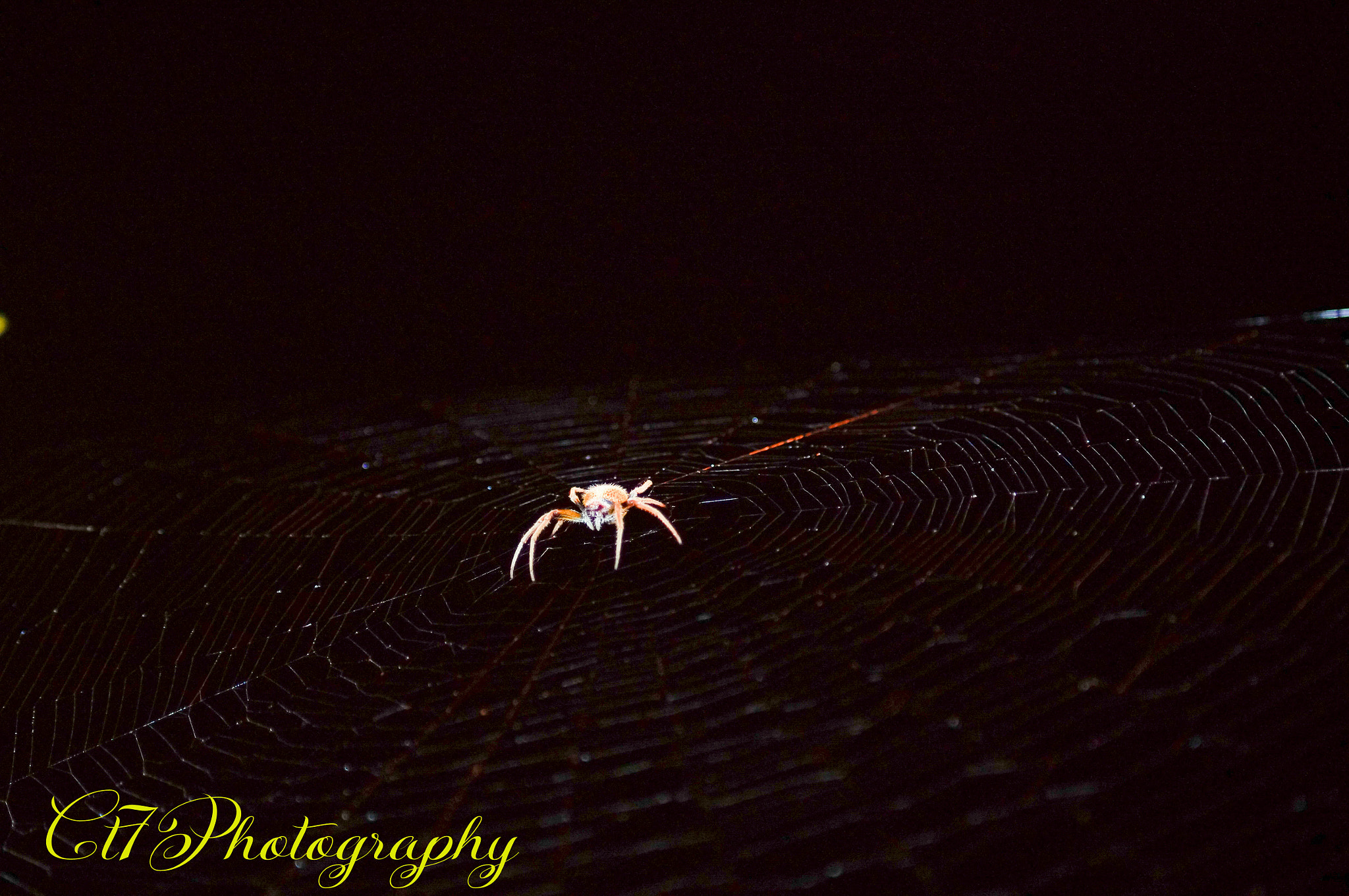 Minolta AF 70-210mm F4 Macro sample photo. Spider photography