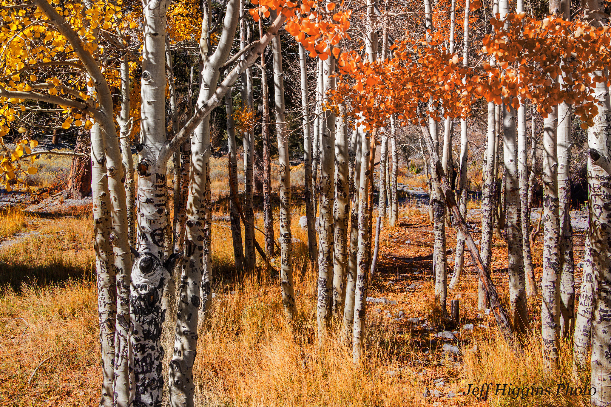 Canon EOS 50D sample photo. Aspen trees shing in the sun photography
